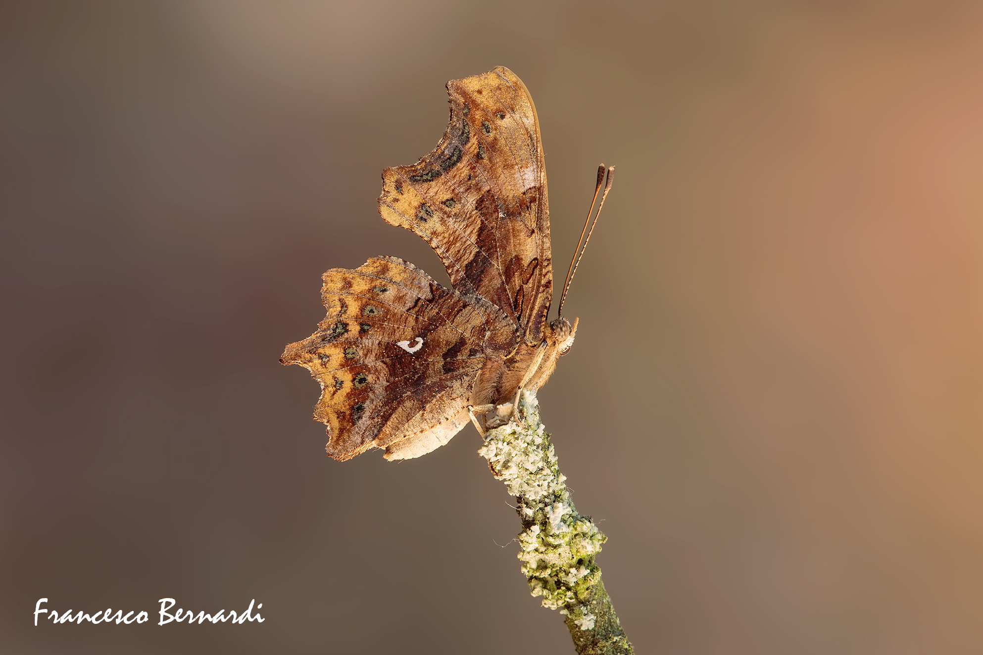 Polygonia c-album 1758