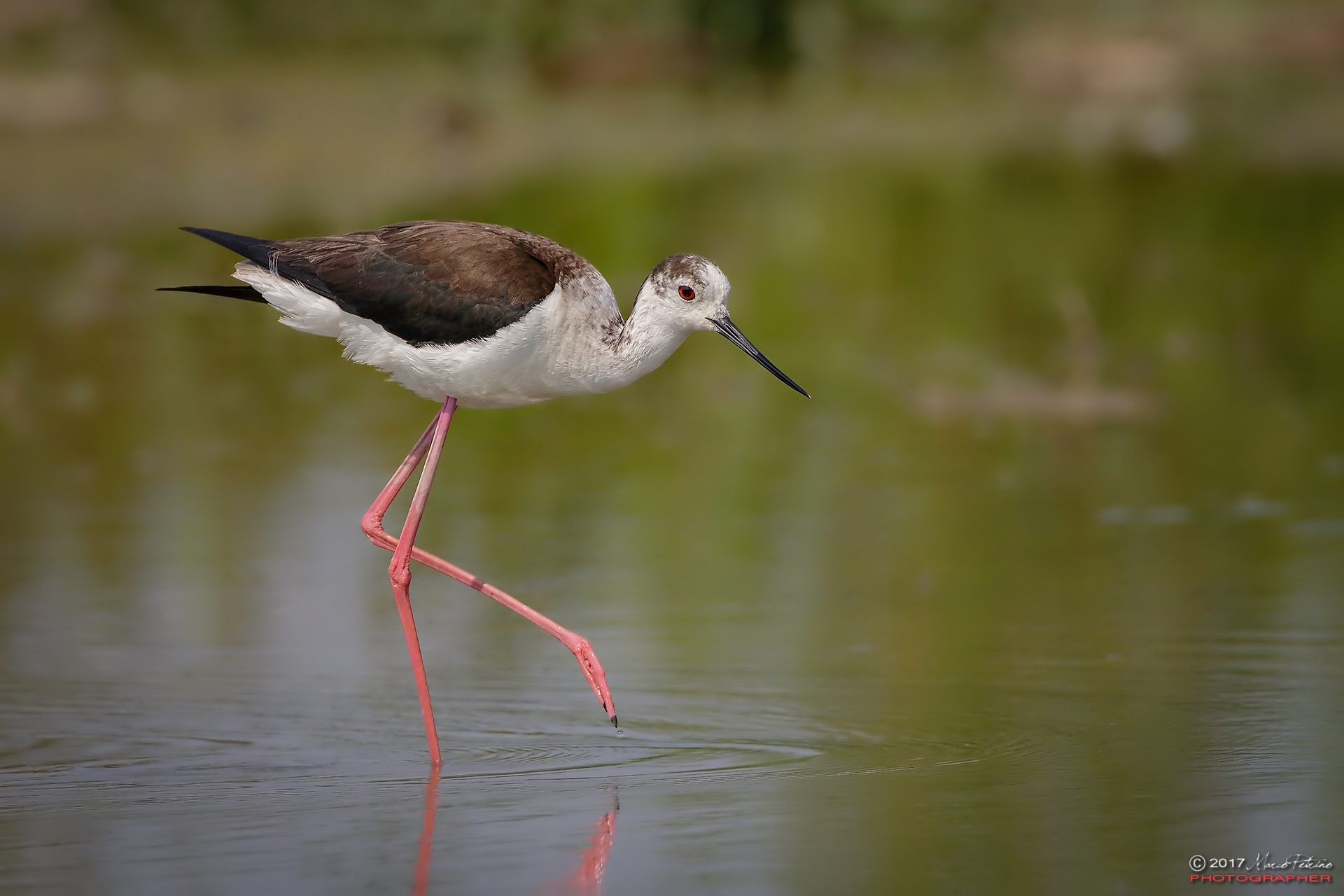 Knight of Italy (Himantopus himantopus)