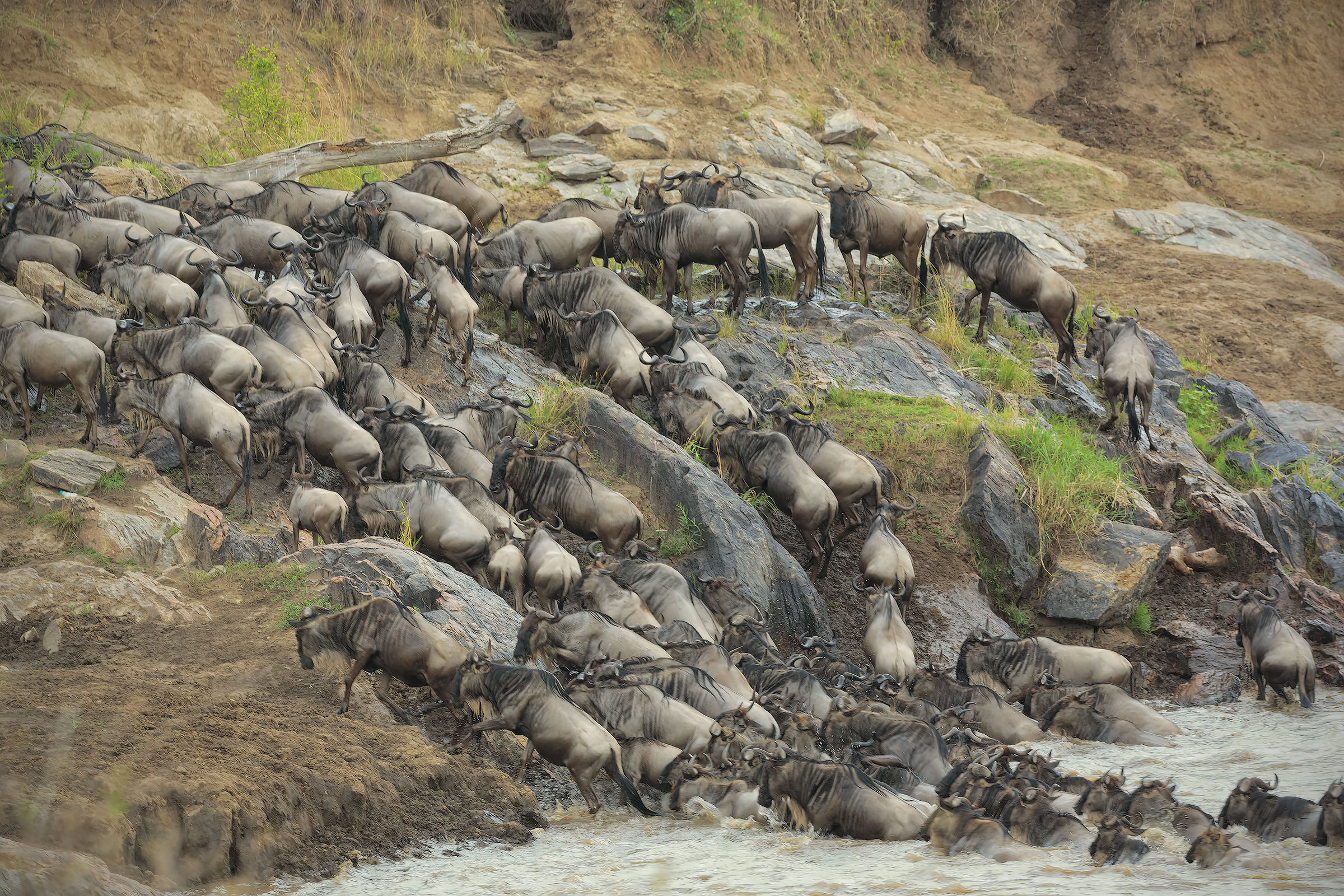 Crossing al Masai Mara