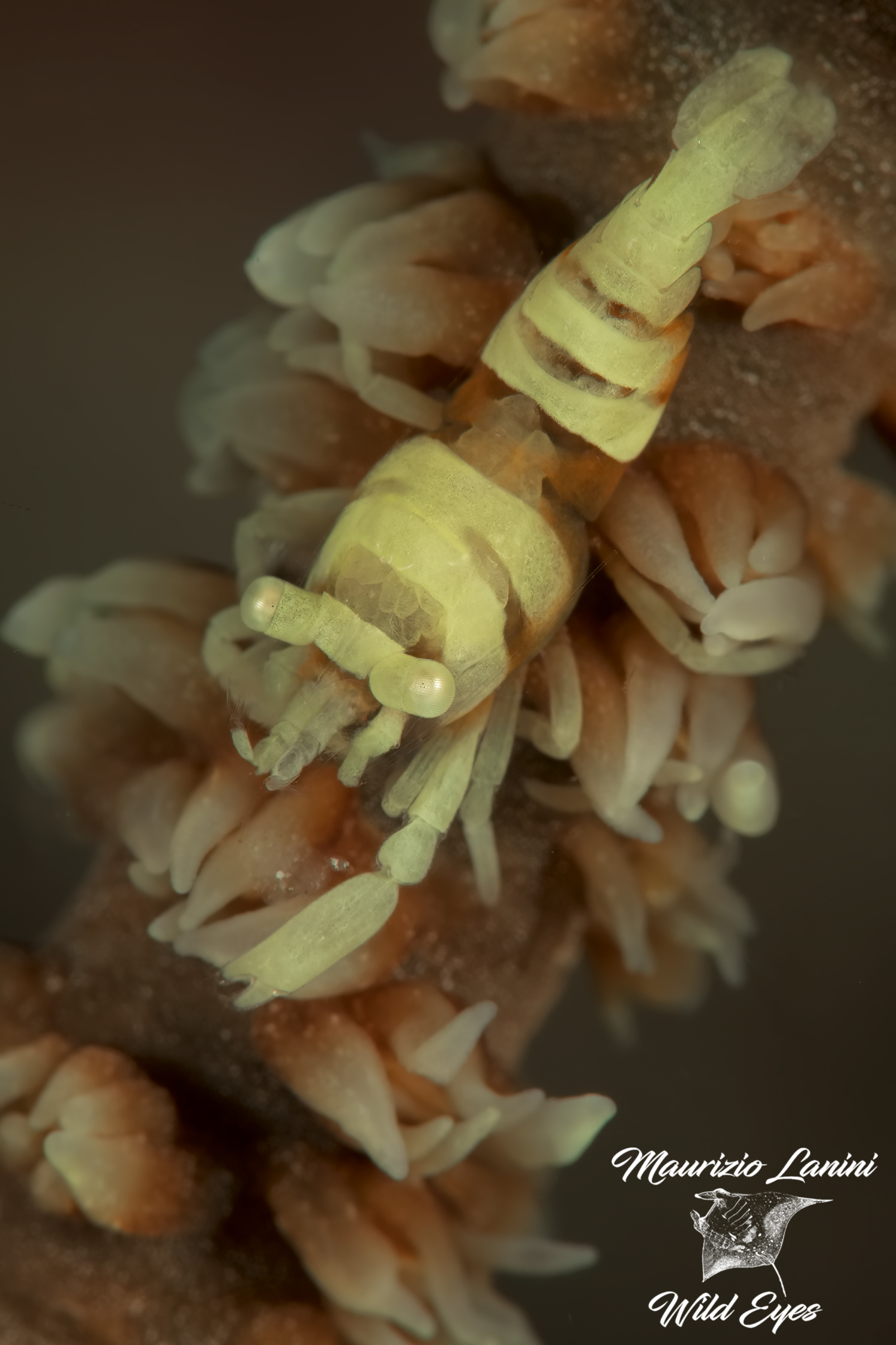 Commensal shrimp