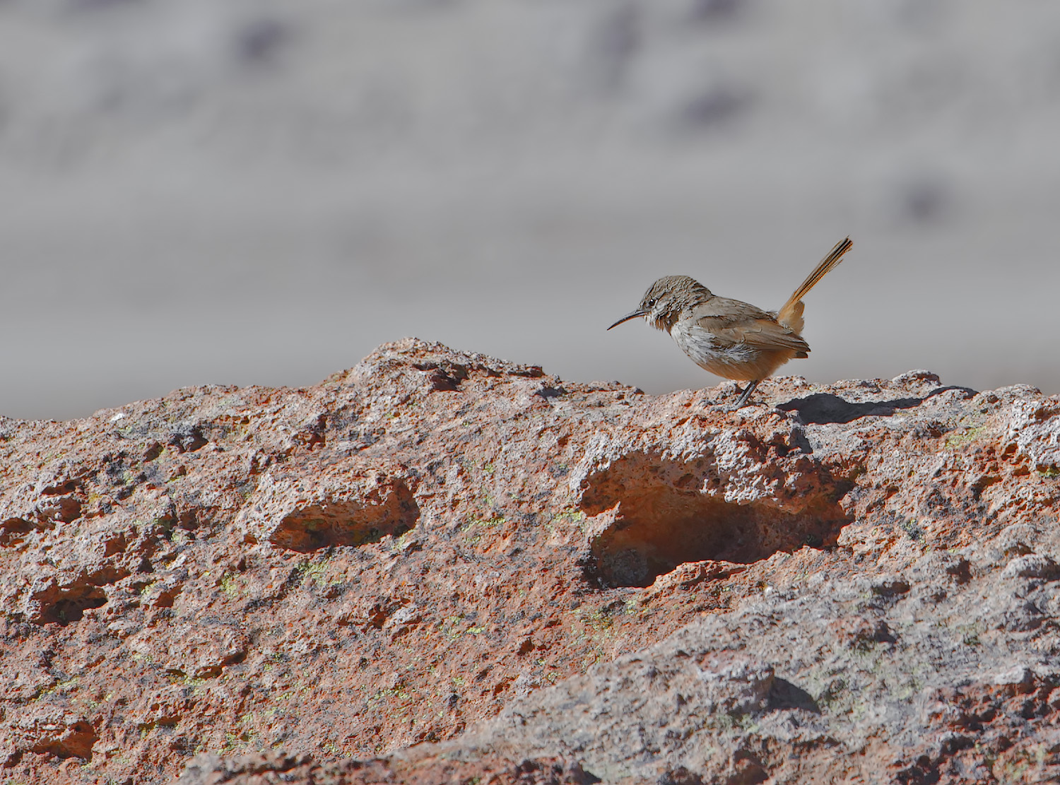 Rampichino di terra codaruggine - Ochetorhynchus rufica