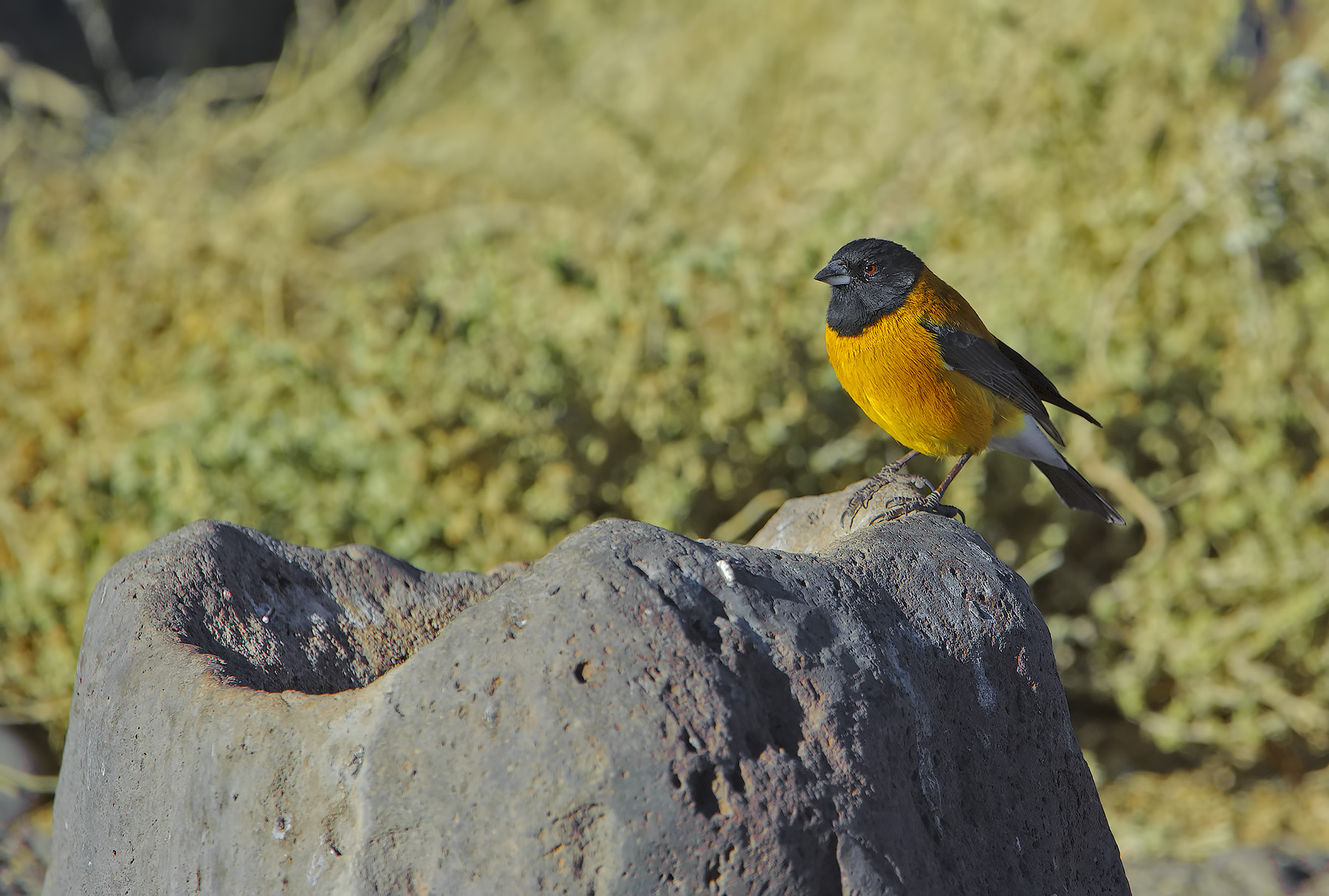 Fringuello della sierra testanera - Phrygilus atriceps