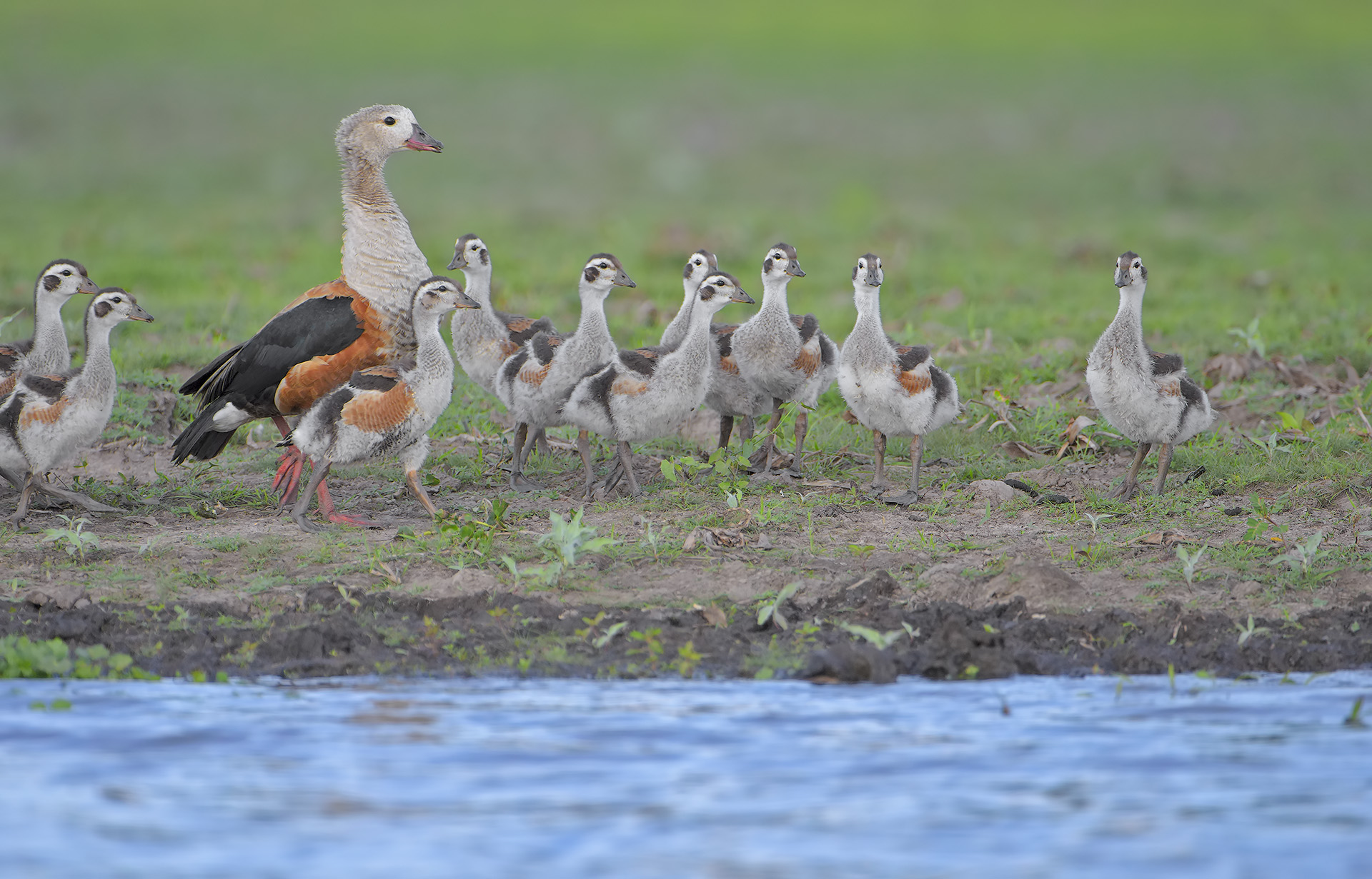 Oca dell'Orinoco - Neochen jubata