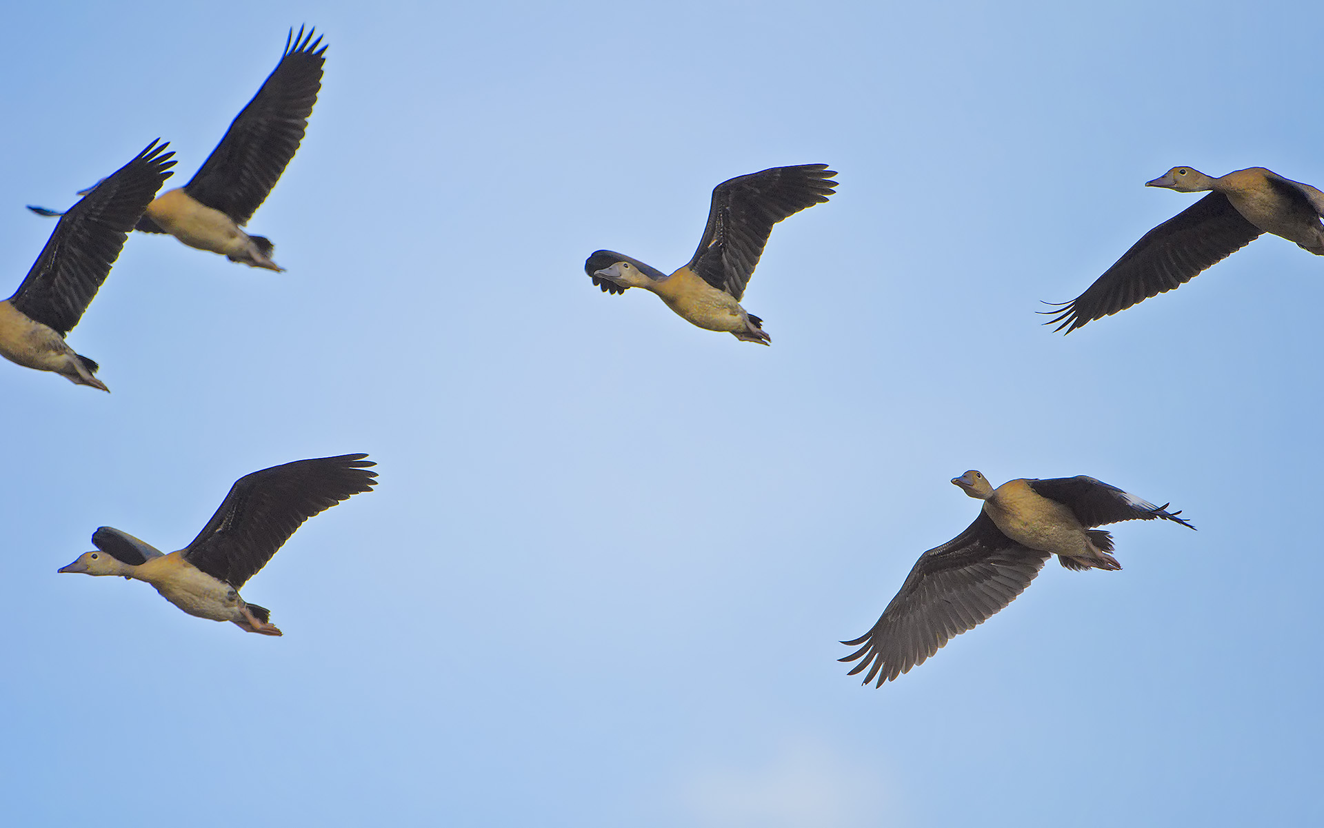 Dendrocigna fulva - Dendrocygna bicolor