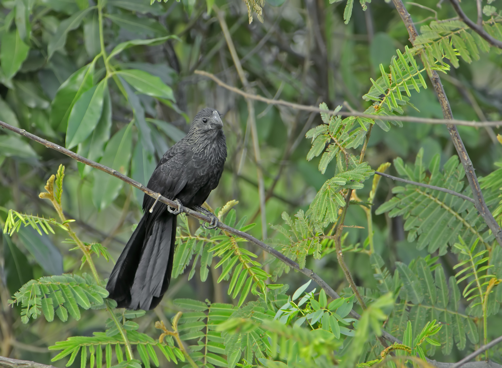 Ani beccoliscio - Crotophaga ani
