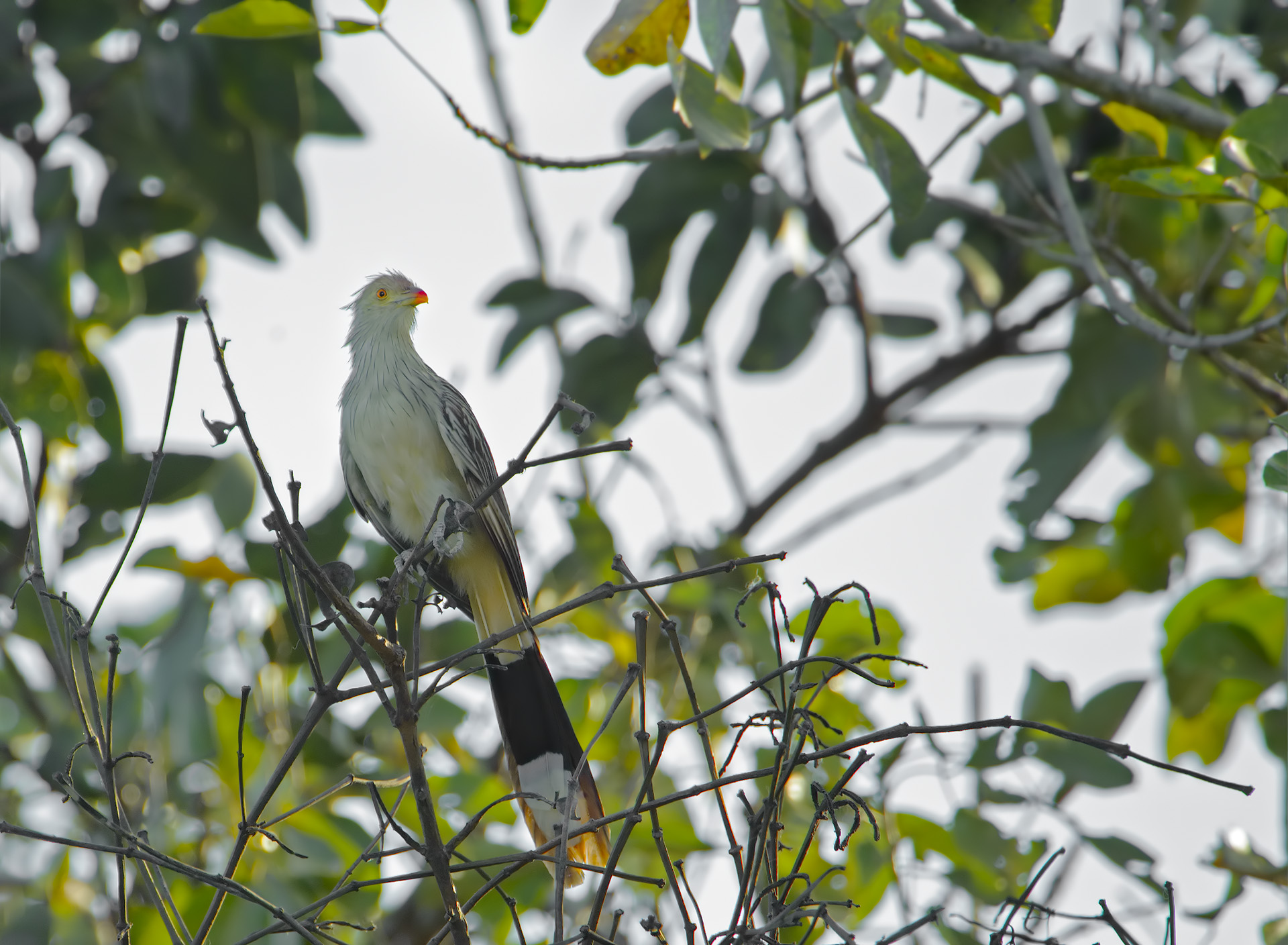 Cuculo guira - Guira Guira