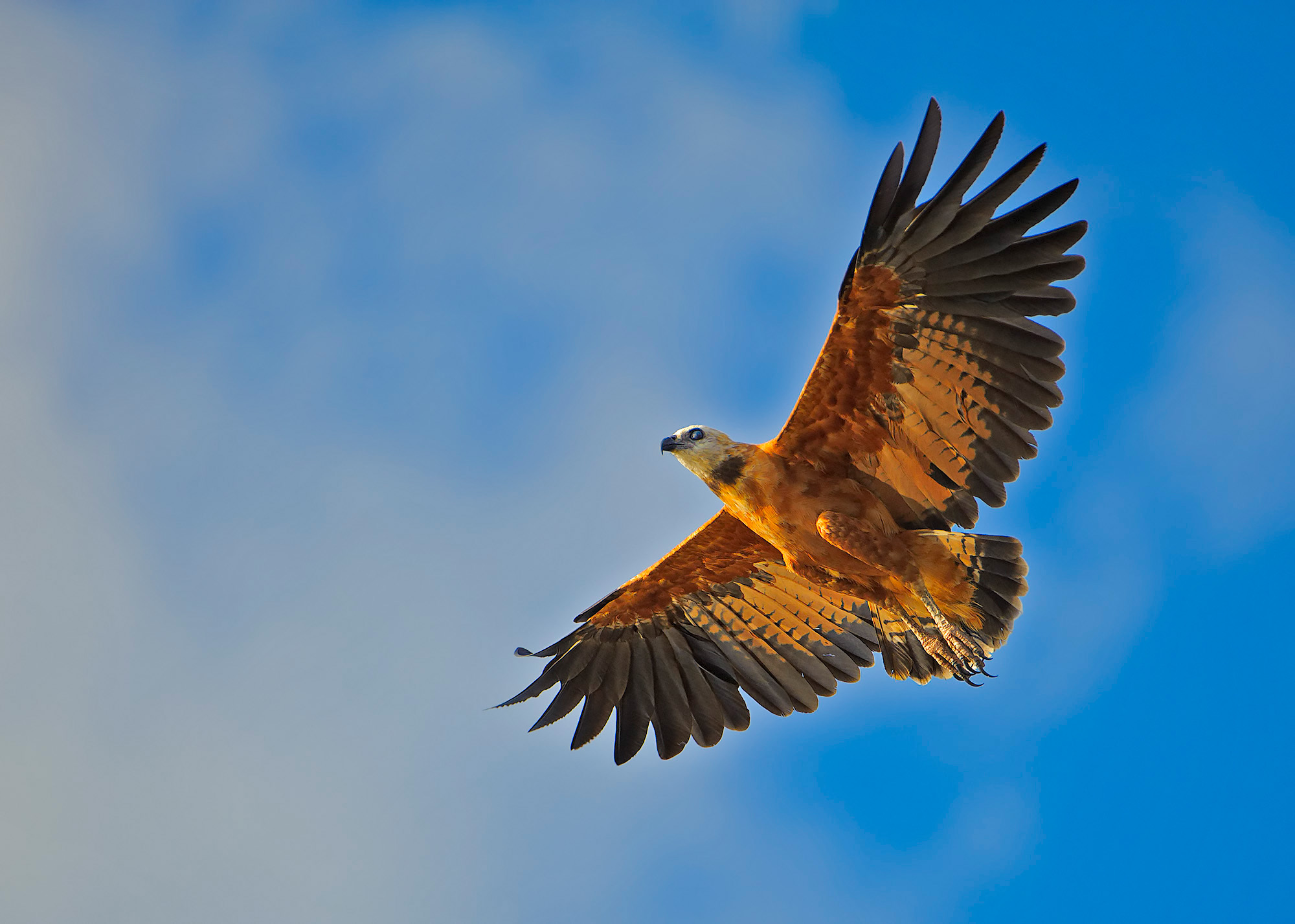 Poiana dal collare - Busarellus nigricollis