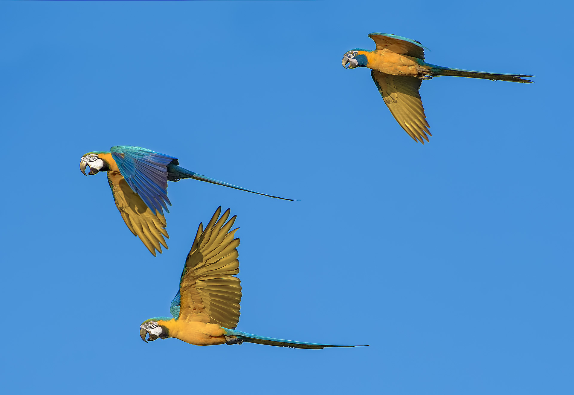 Barba Azul - Ara glaucogularis