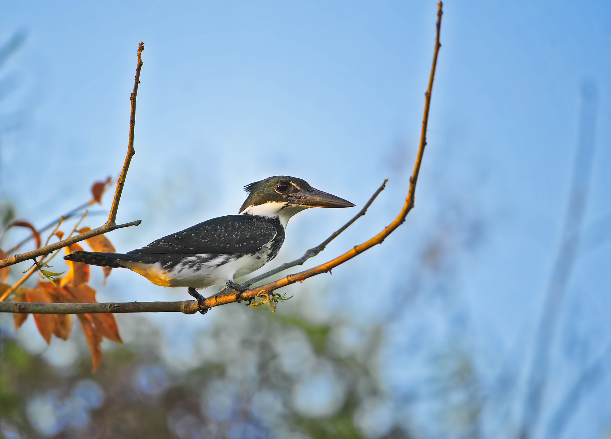 Martin pescatore verde - Chloroceryle americana