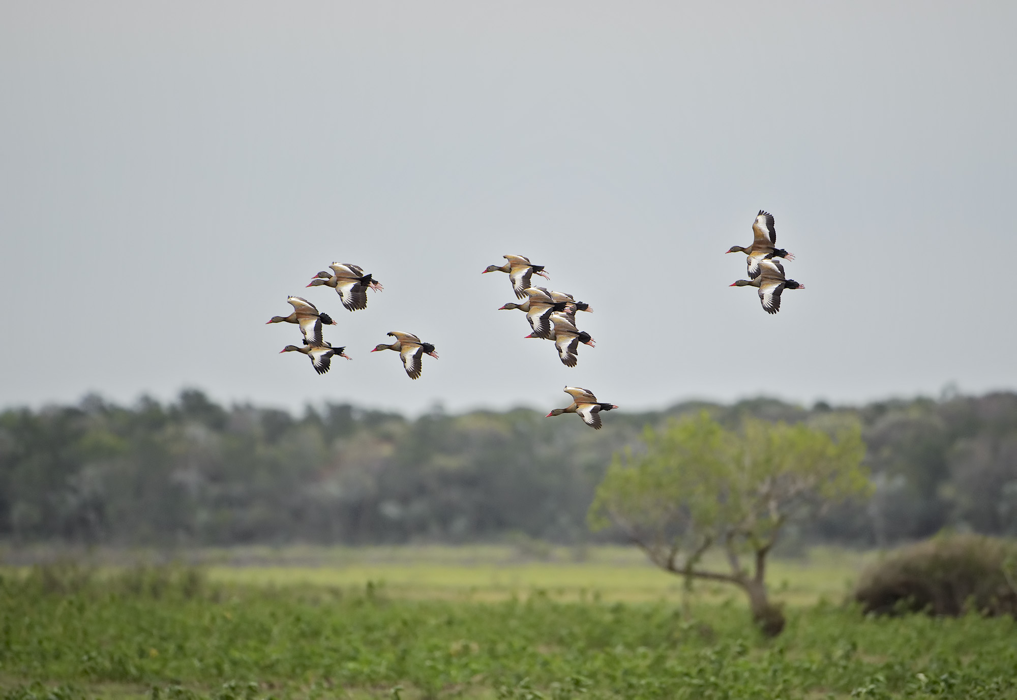 Dendrocigna pancianera - Dendrocygna autumnalis