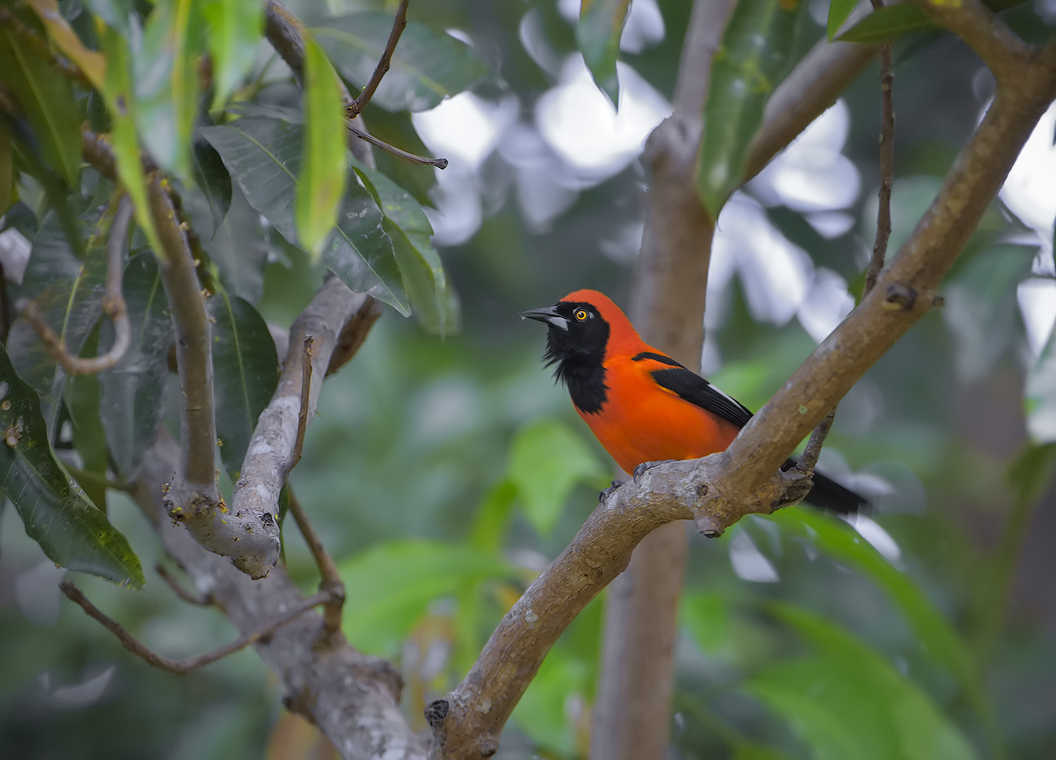 Trupiale dorsoarancio - Icterus croconotus