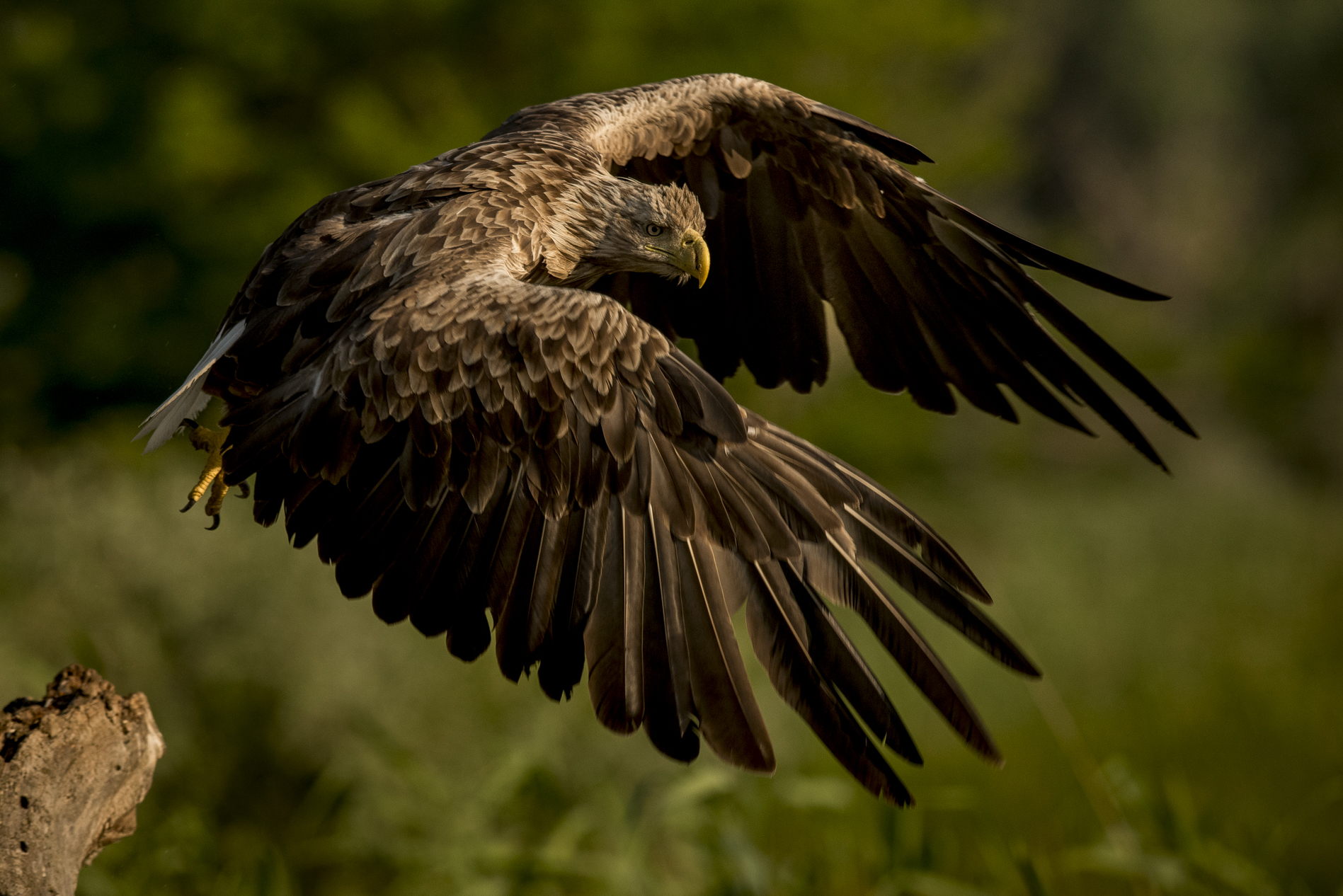 Romania - Rapace with wings forward (I do not mean ...)