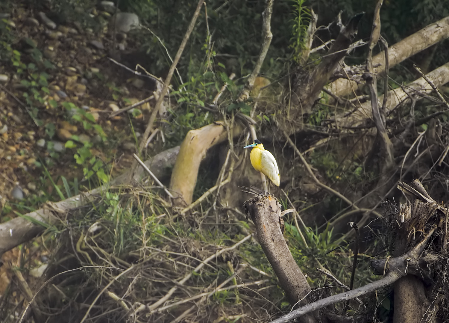 Airone pileato - Pilherodius pileatus