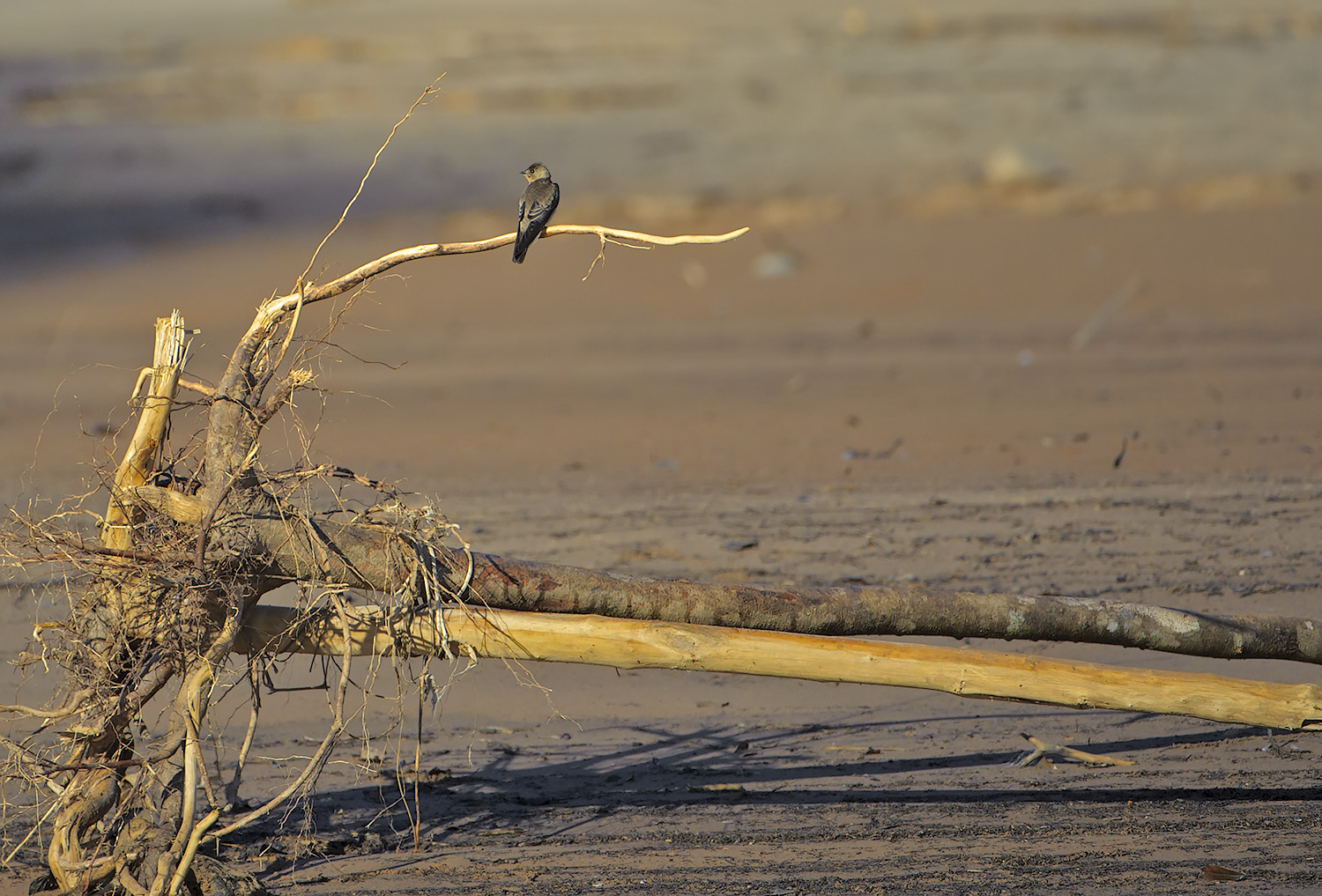 Rondine aliruvide meridionale - Stelgidopteryx ruficoll