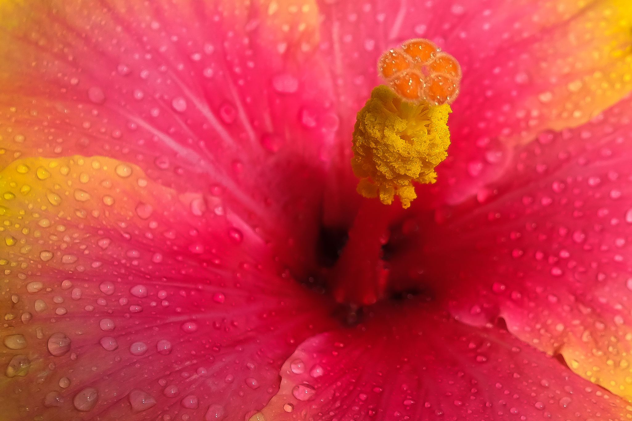 The explosion of a flower...................