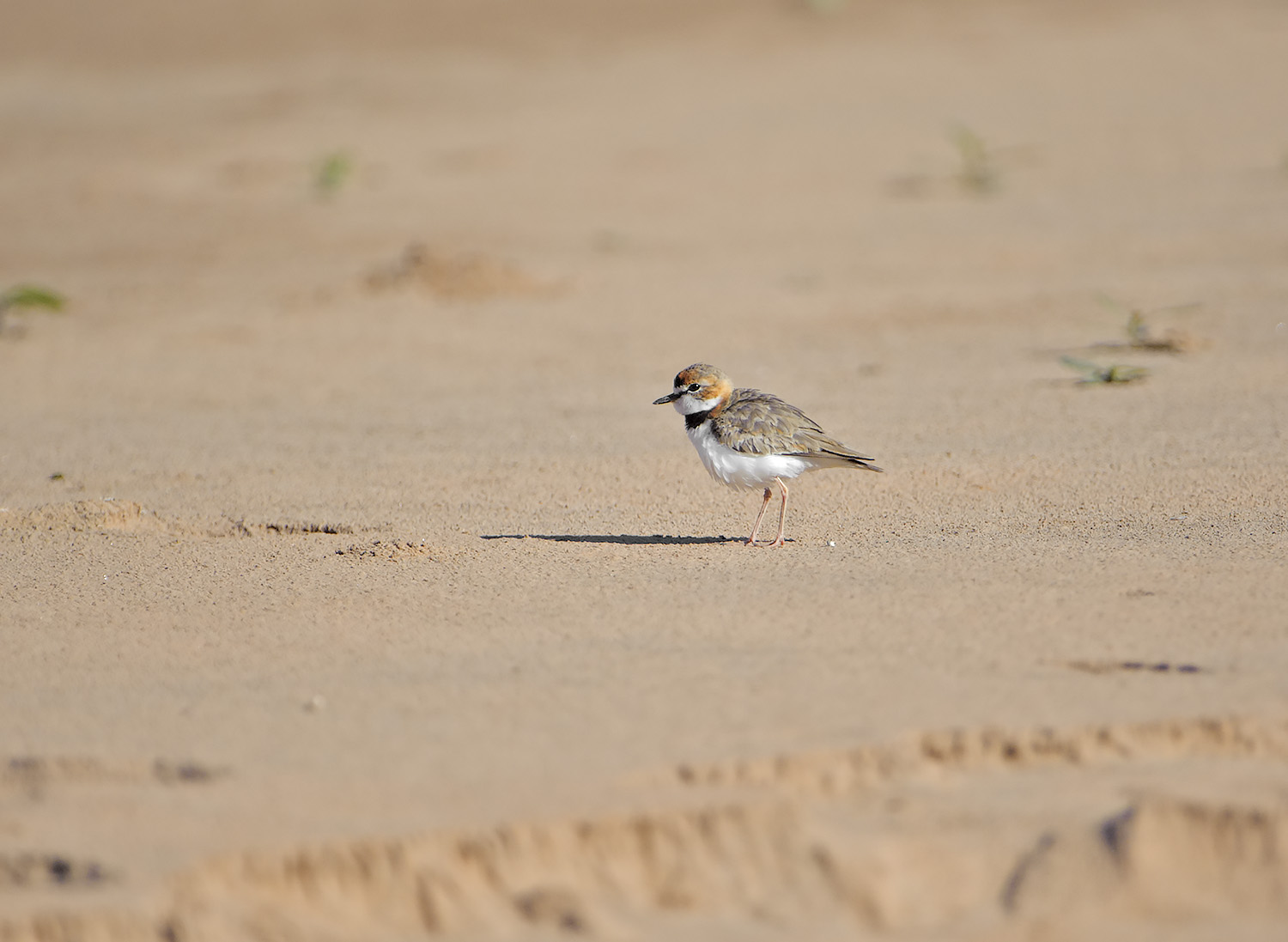 Corriere dal collare - Charadrius collaris