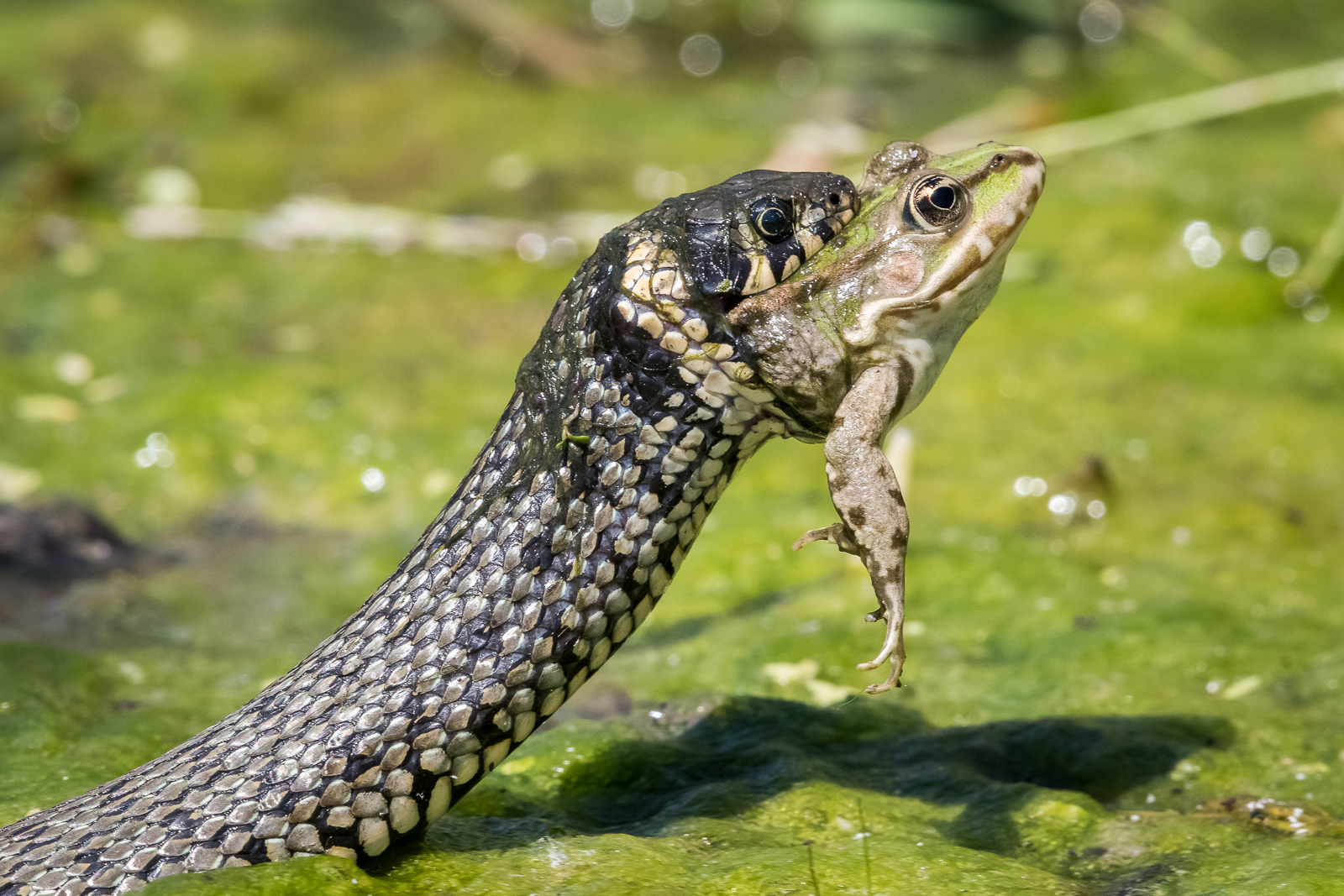 Grass snake