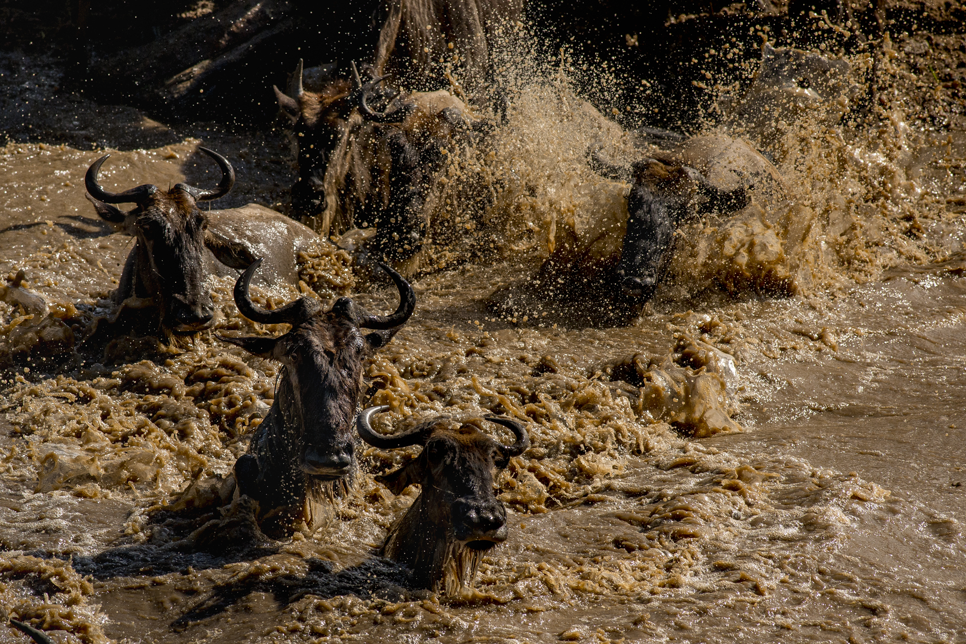 Mara N. P. - Transumanza degli gnu