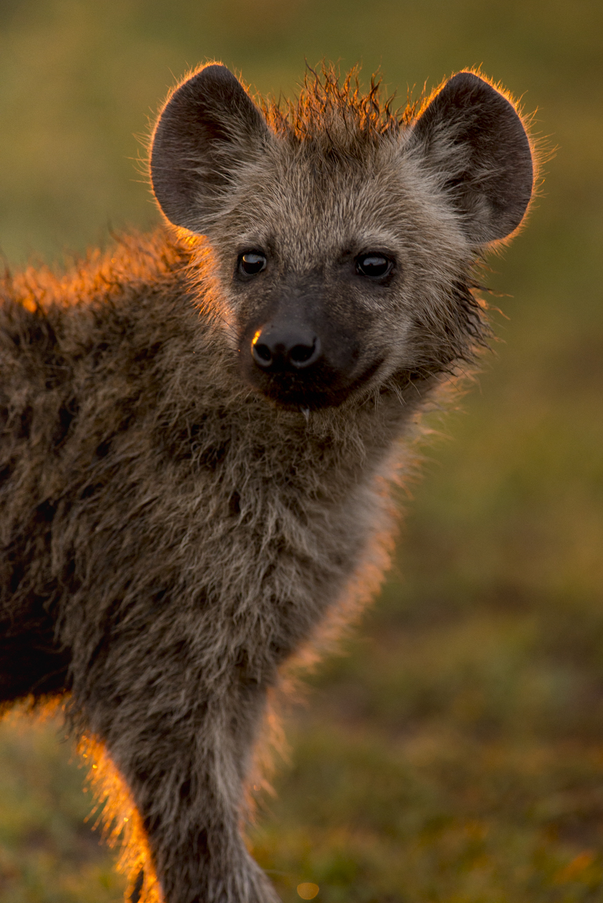 Kenya - Cucciolo di iena