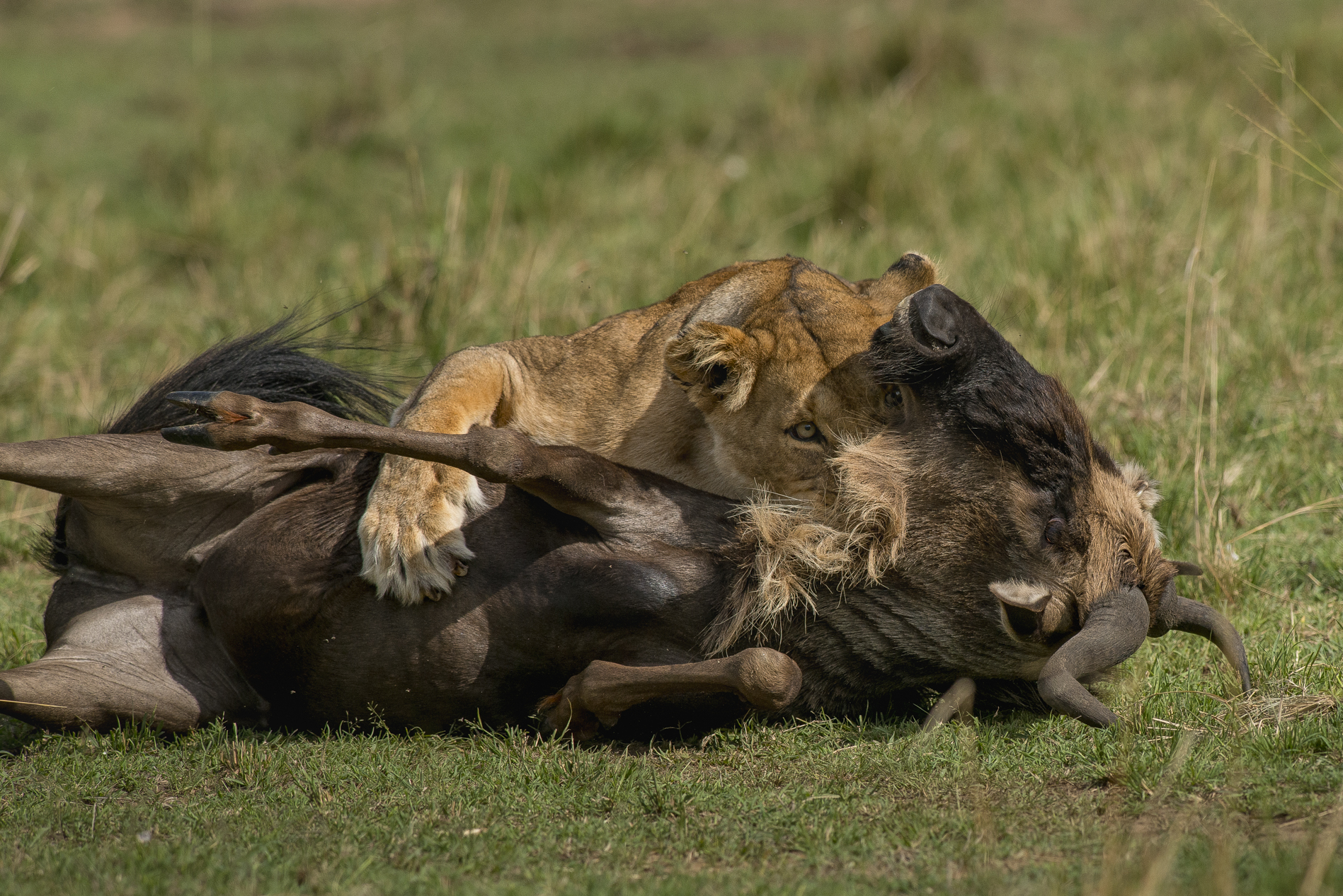 Serengeti - Ora di colazione