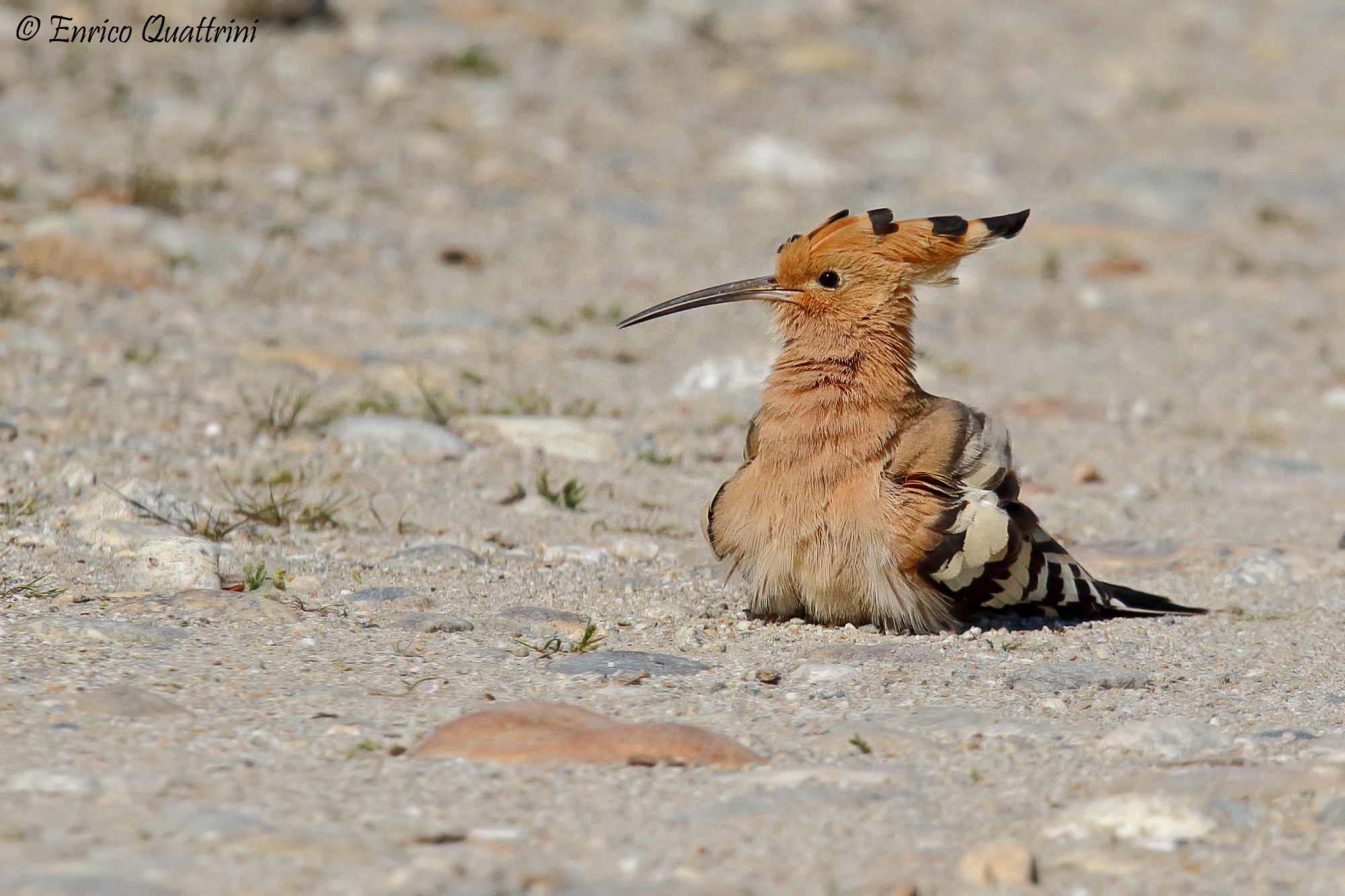 Hoopoe