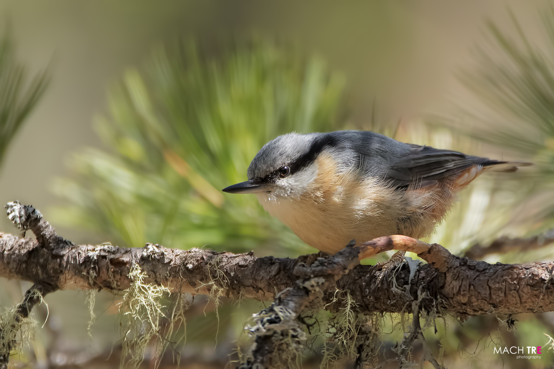 Picchio muratore (Sitta europaea)