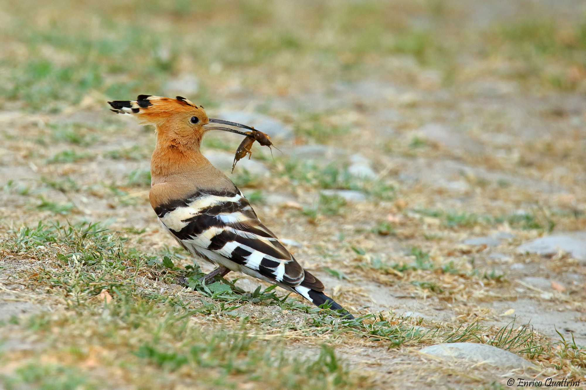 Hoopoe
