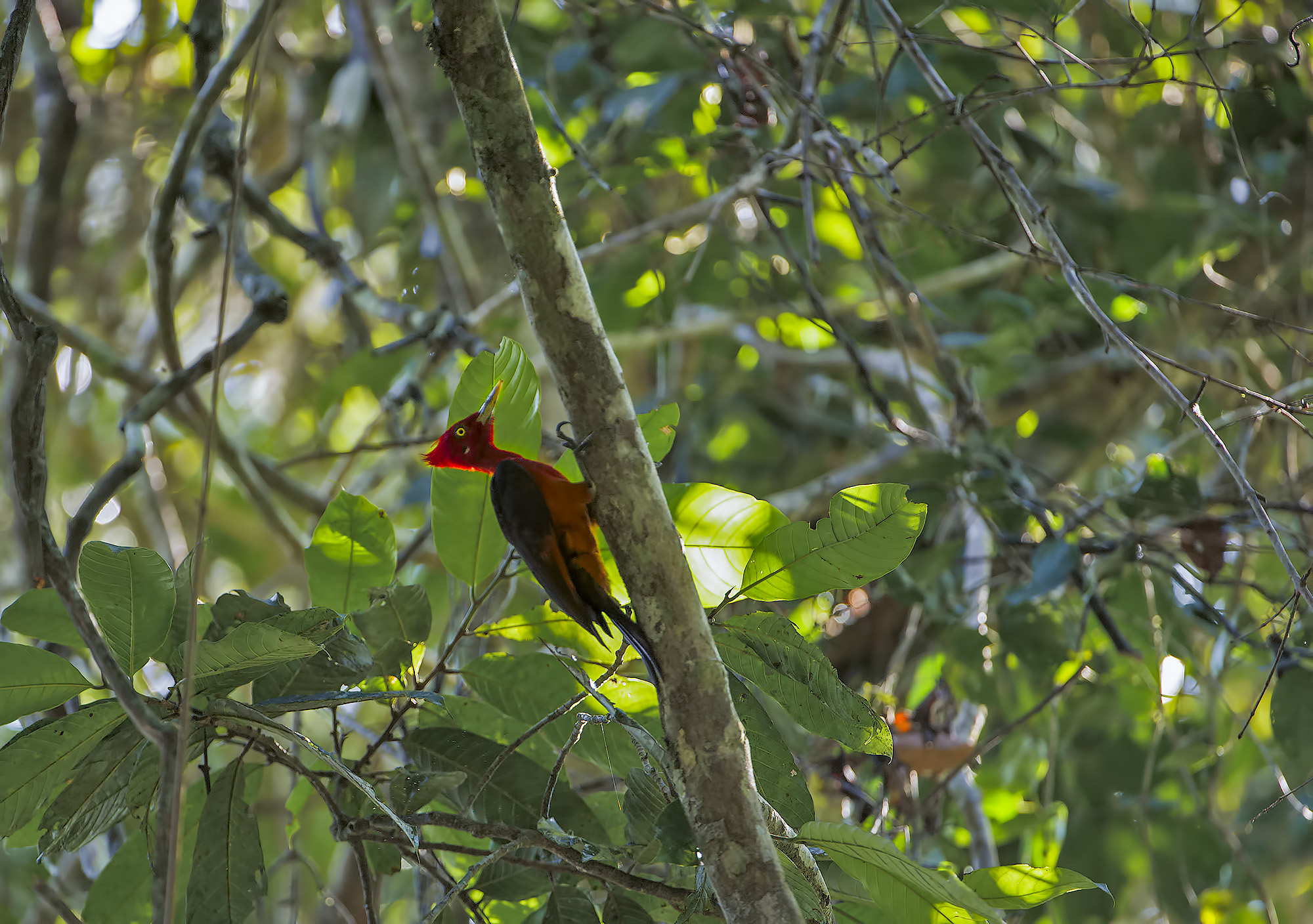 Picchio collorosso - Campephilus rubricollis