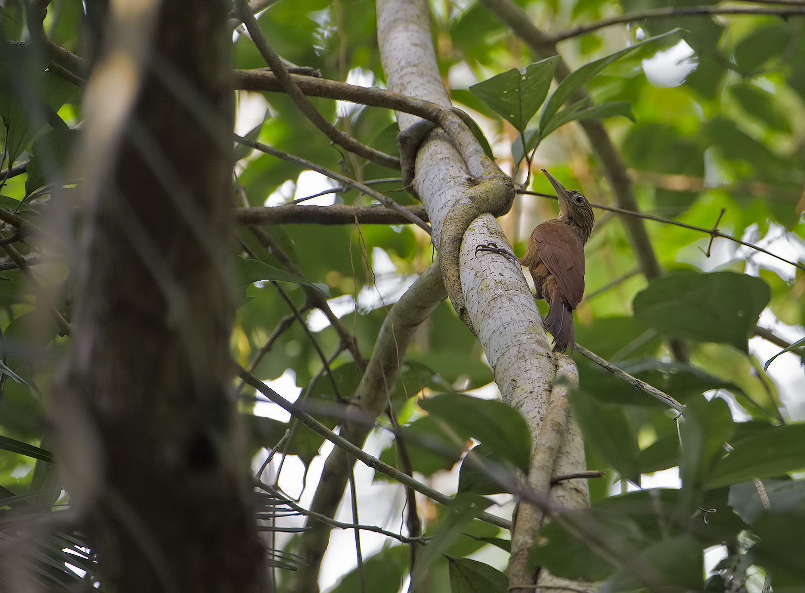 Rampichino gocciolata - Xiphorhynchus guttatus