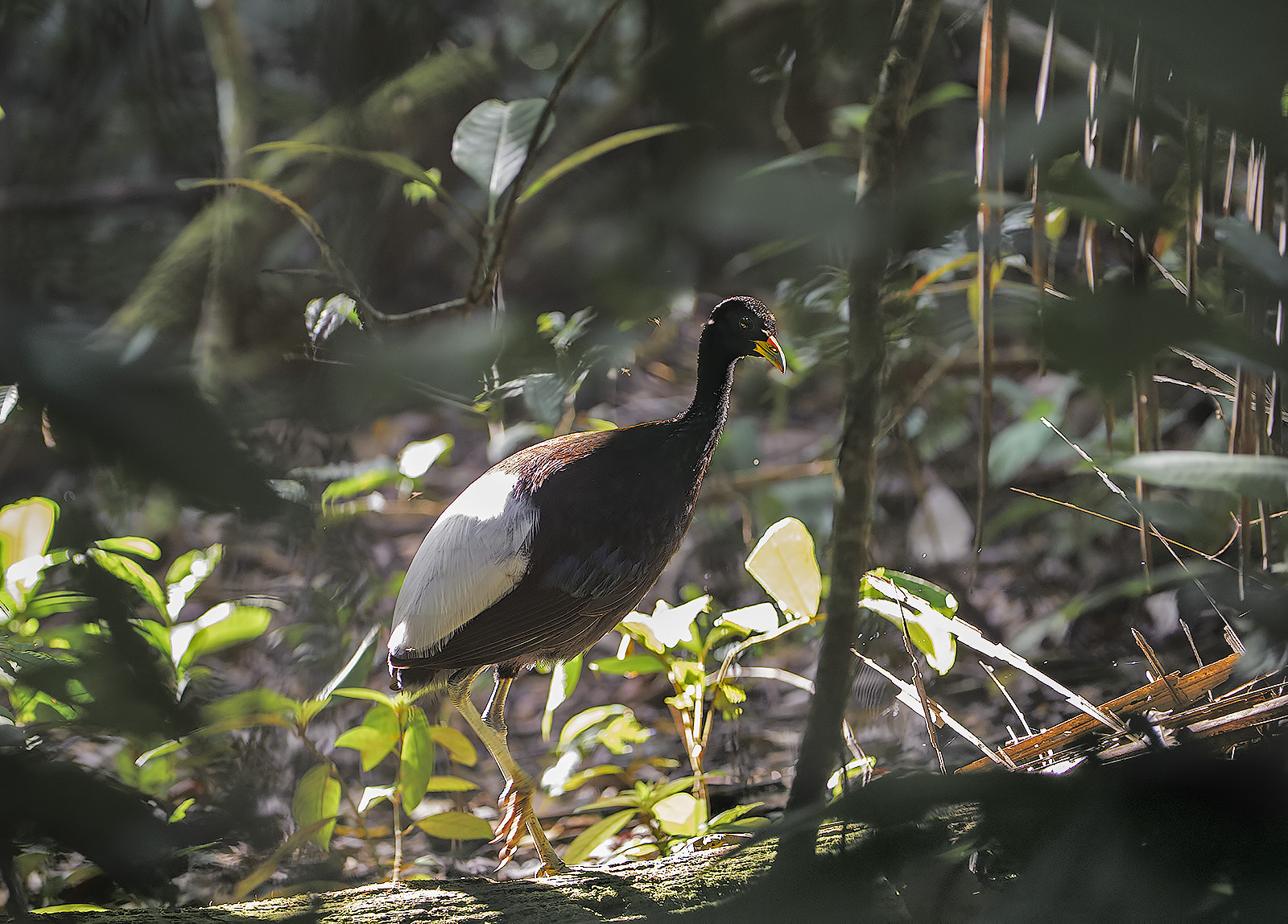 Trombettiere alichiare - Psophia leucoptera