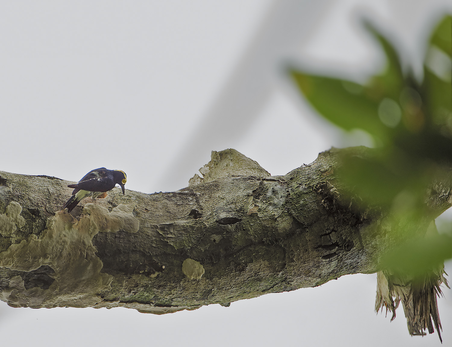 Picchio ciuffogiallo - Melanerpes cruentatus