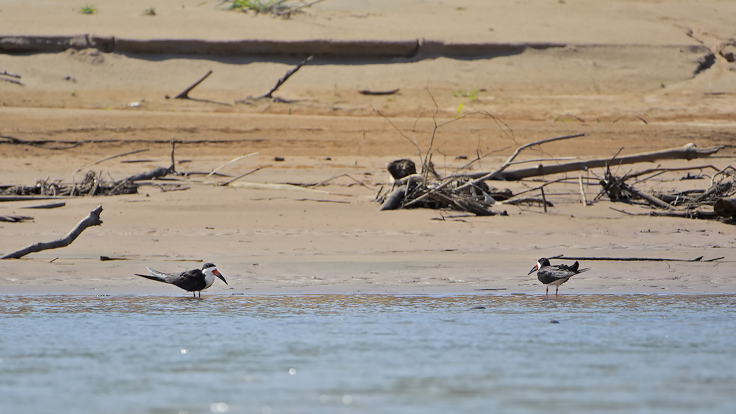 Becco a forbice americano - Rynchops niger