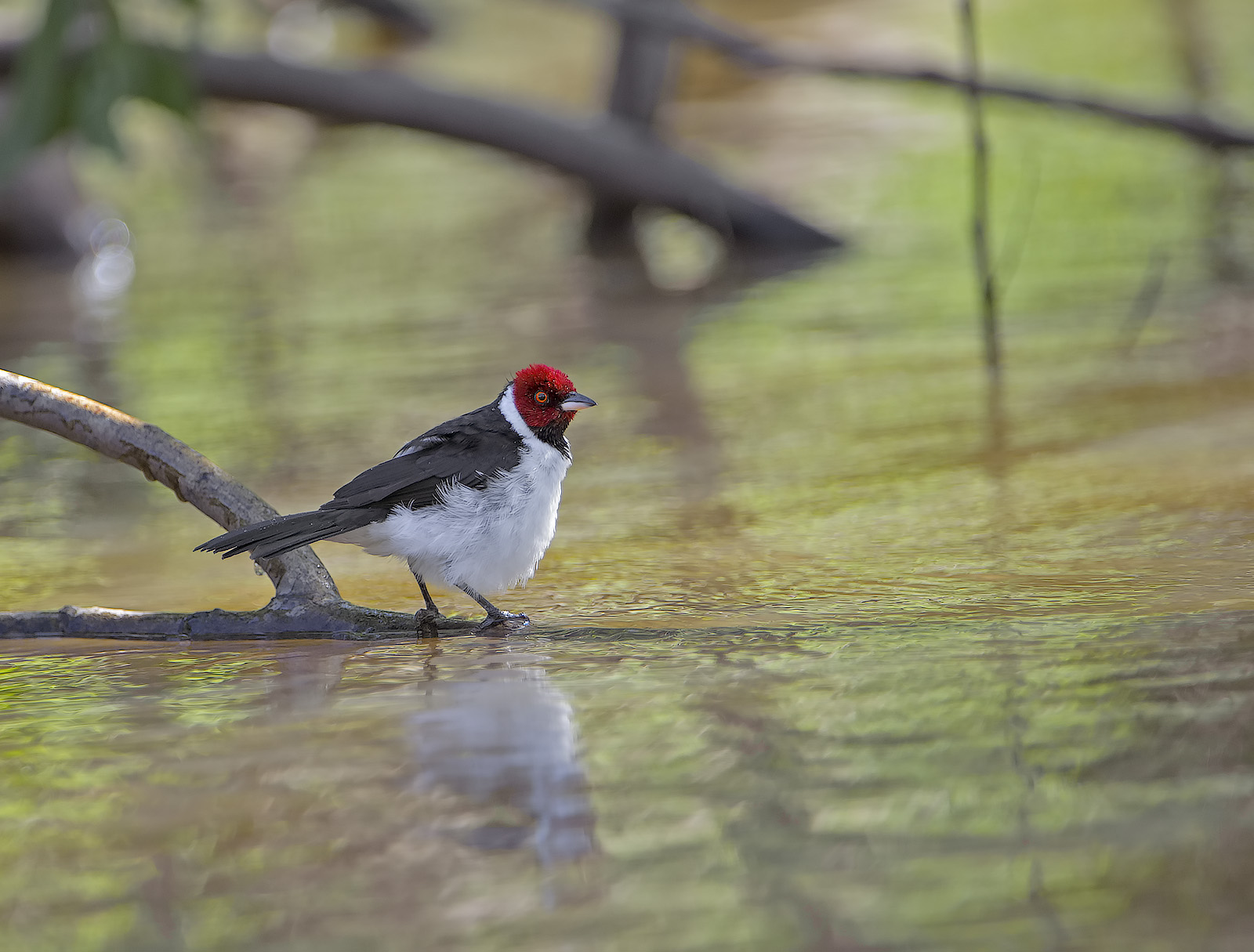 Cardinale capirosso - Paroaria gularis