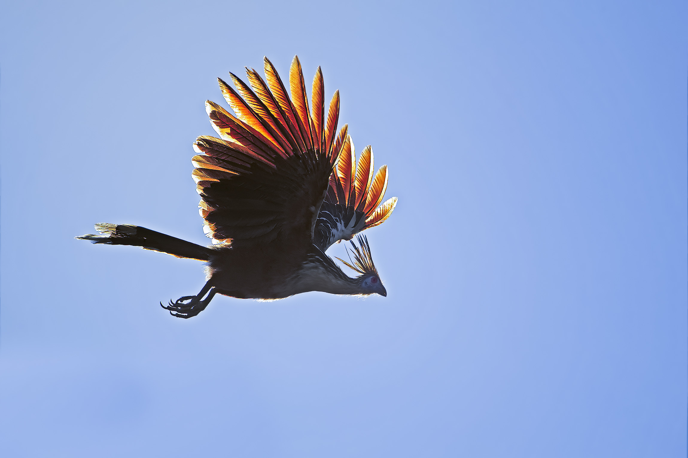 Hoatzin o Serere - Opisthocomus Hoazin