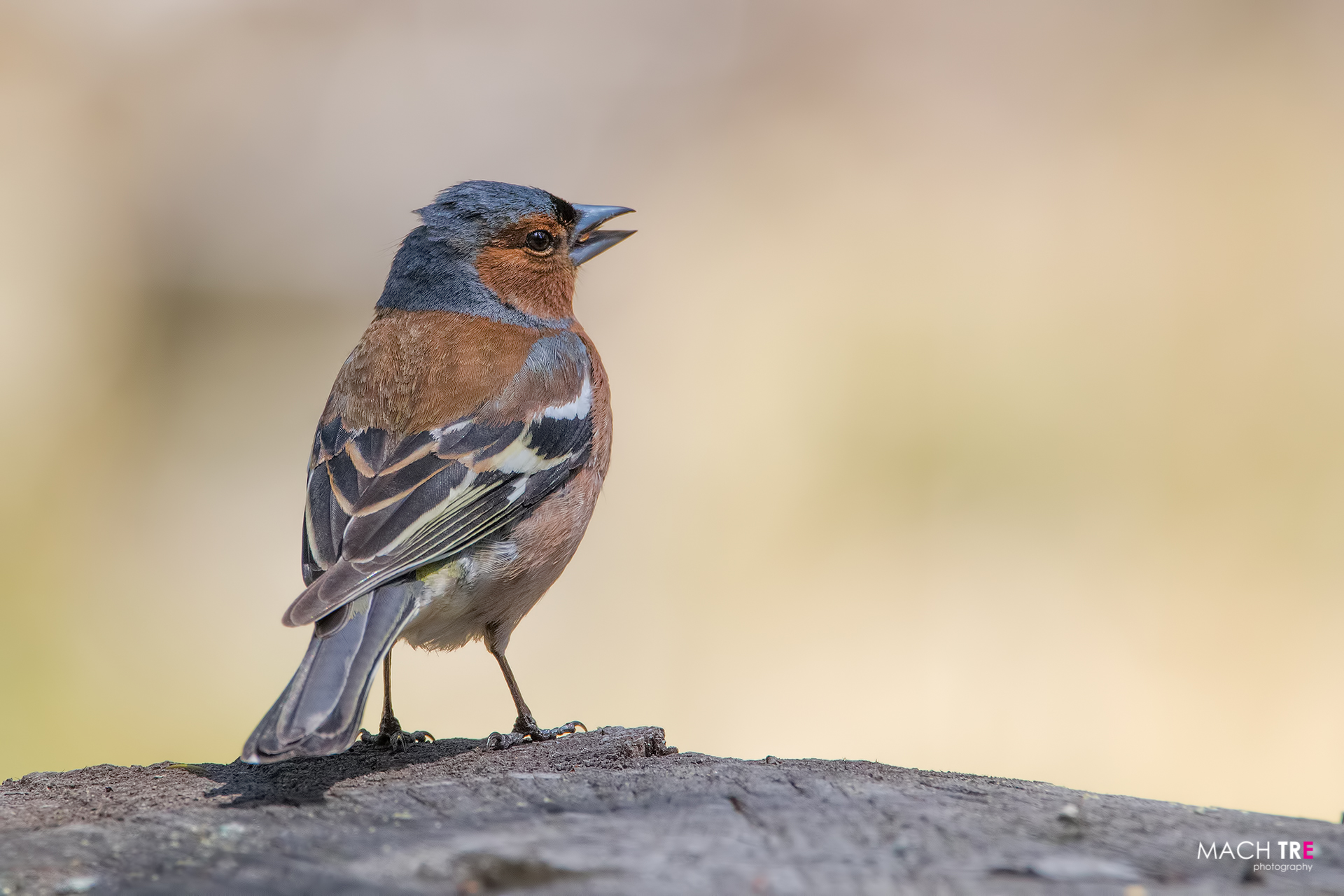 Fringuello (Fringilli coelebs)