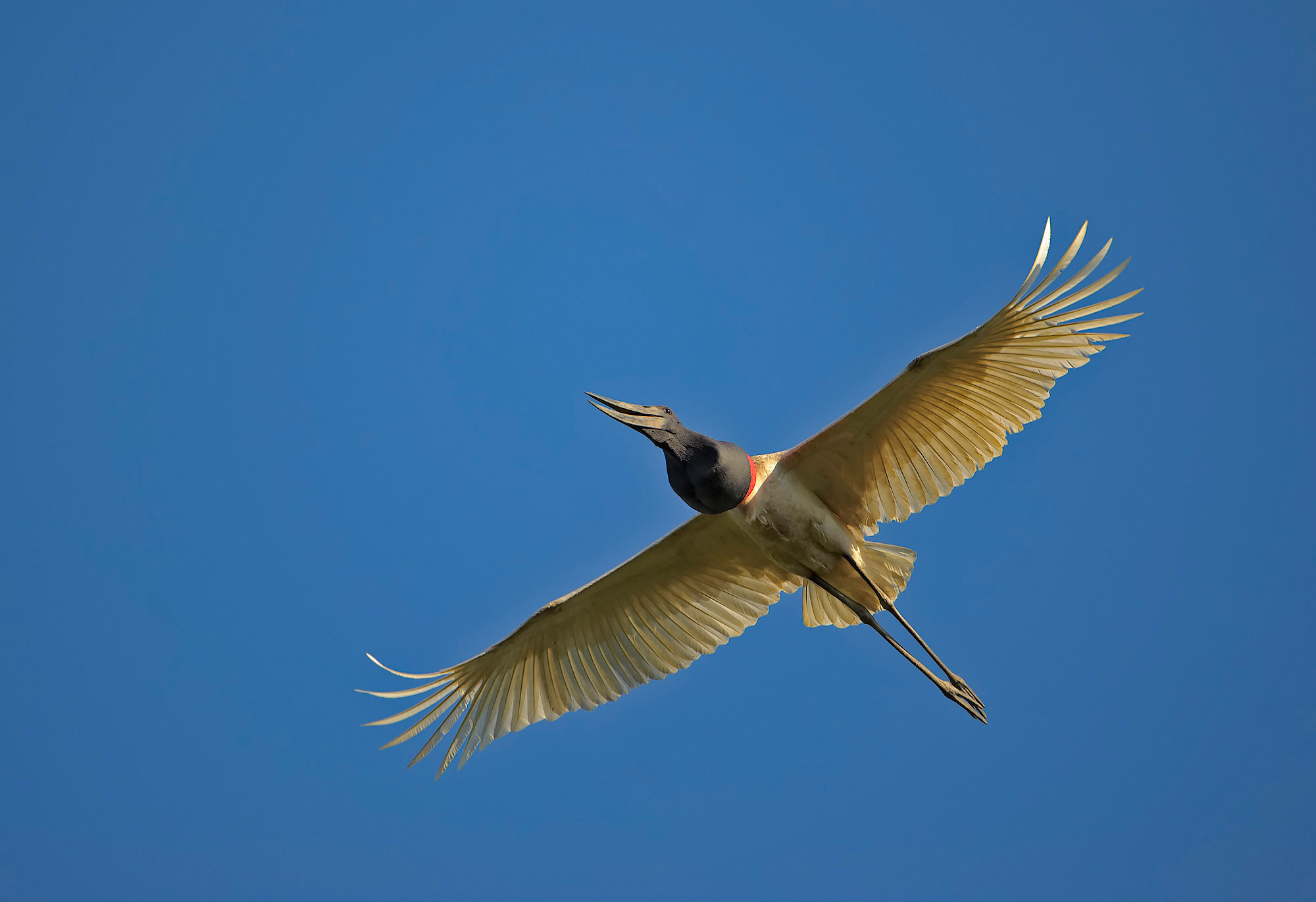 Jabirù - Jabiru micteria