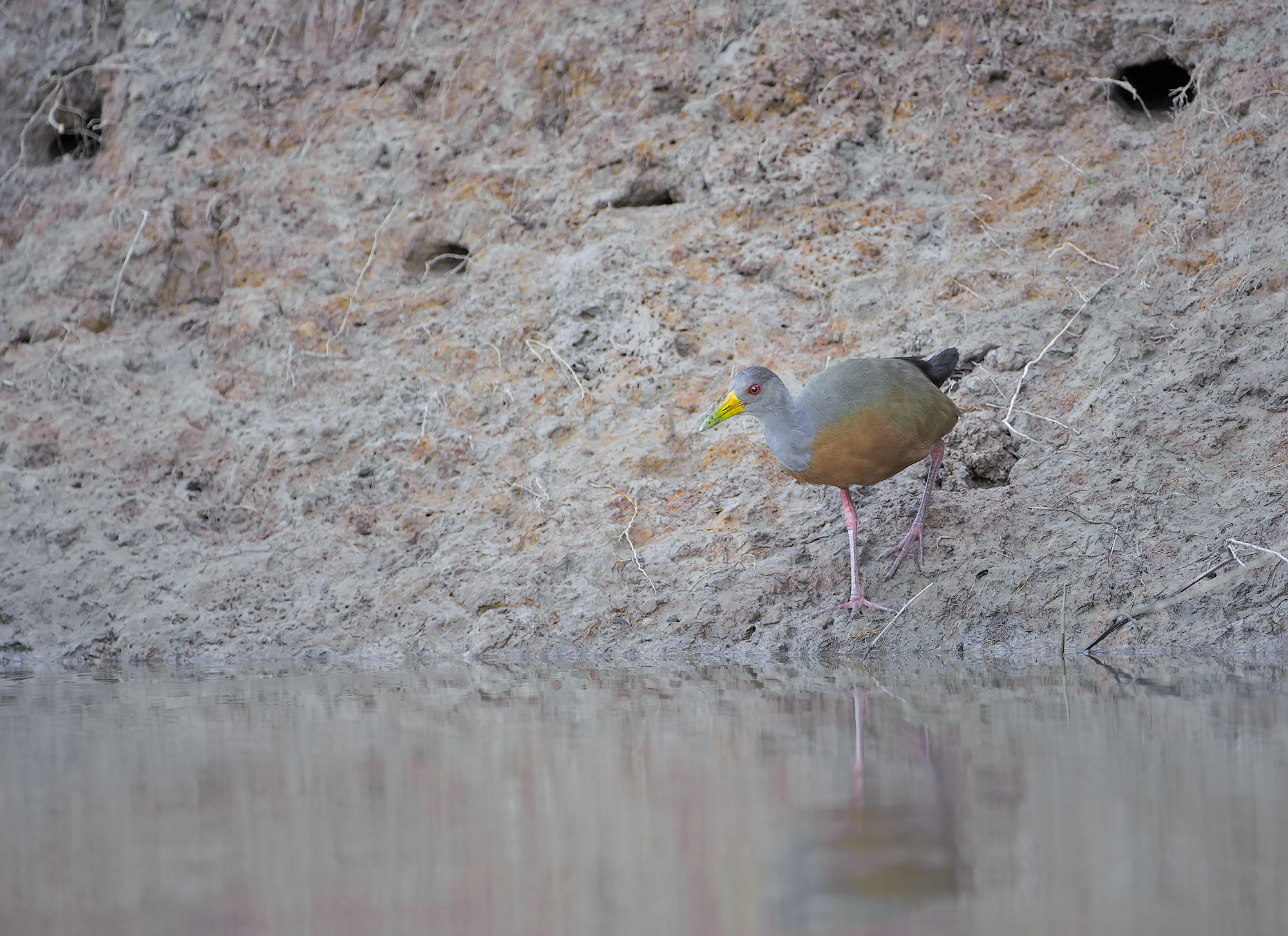 Rallo boschereccio collogrigio - Aramides cajaneus