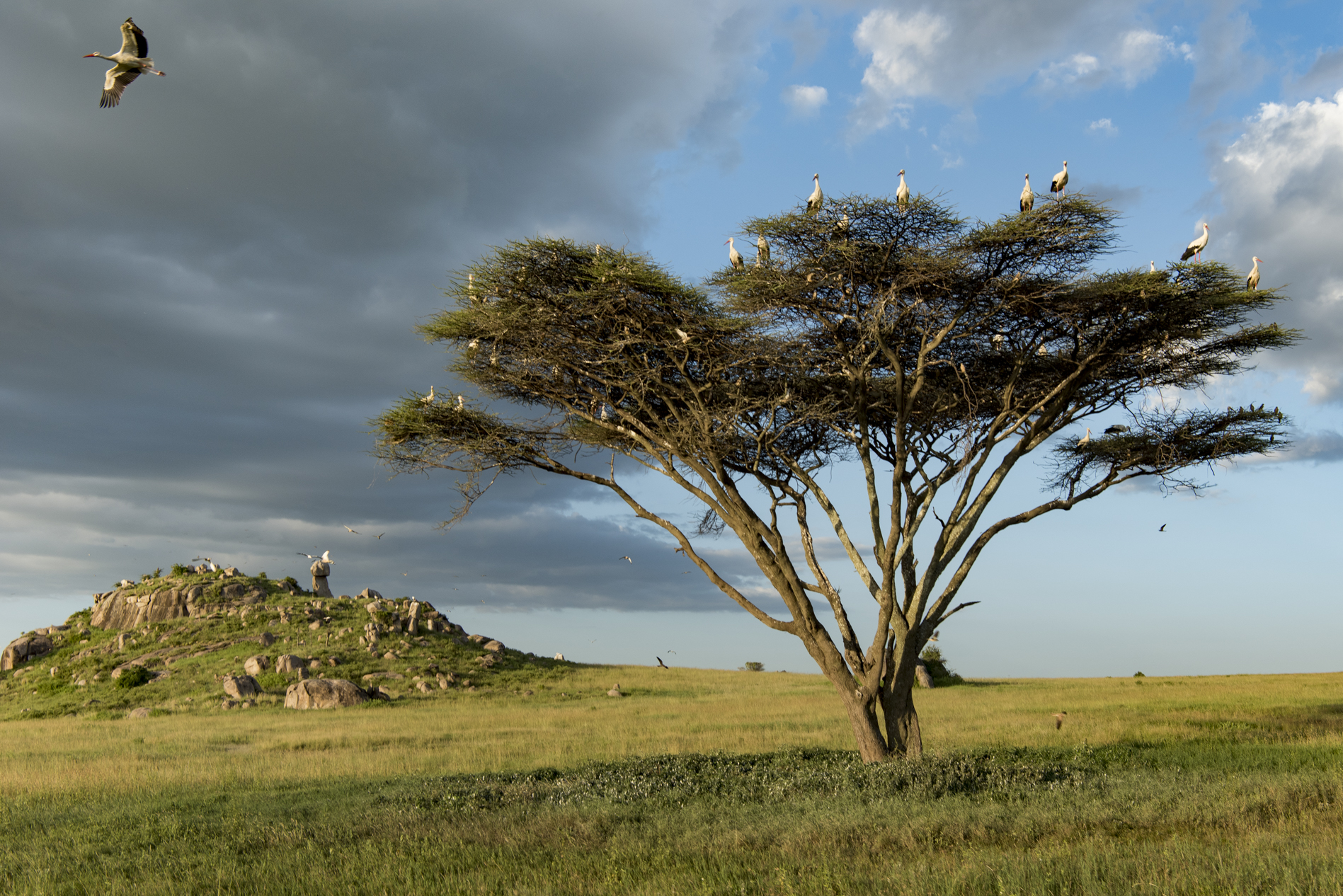 Tanzania - Albero condominiale