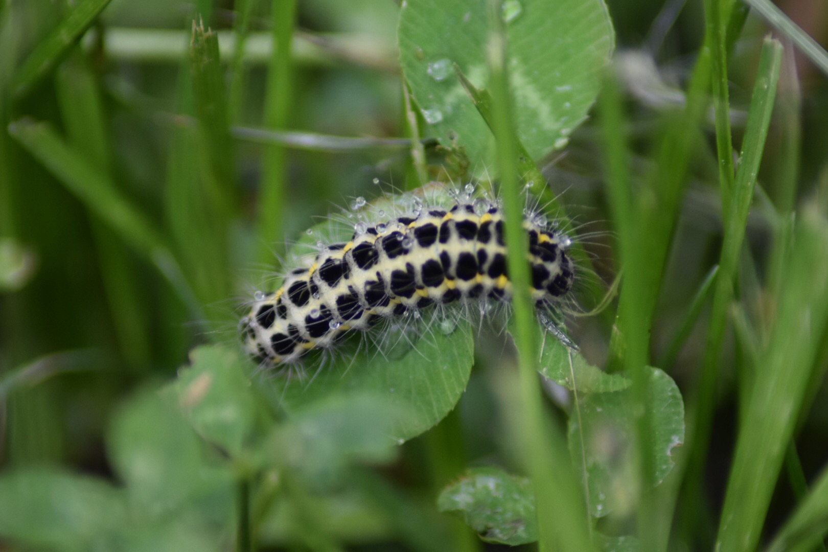 Early in the morning