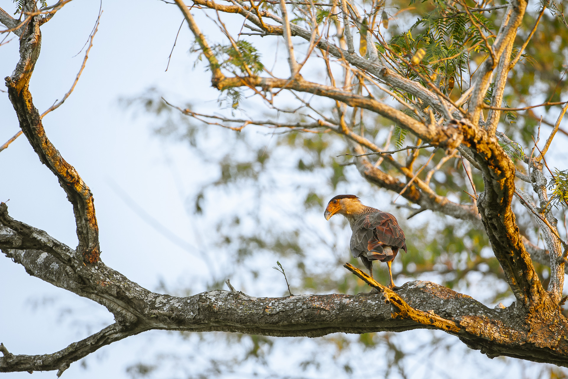 Caracara meridionale - Caracara plancus