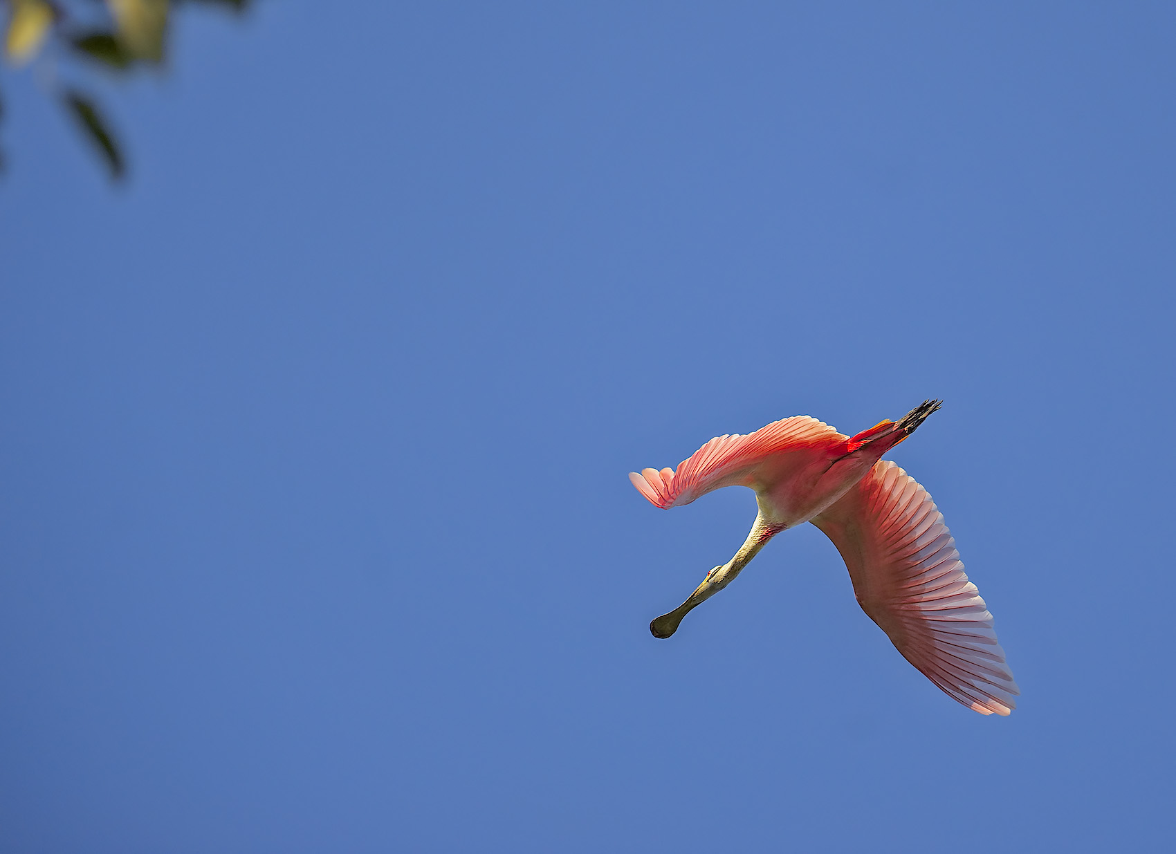Spatola rosata - Platalea ajaja