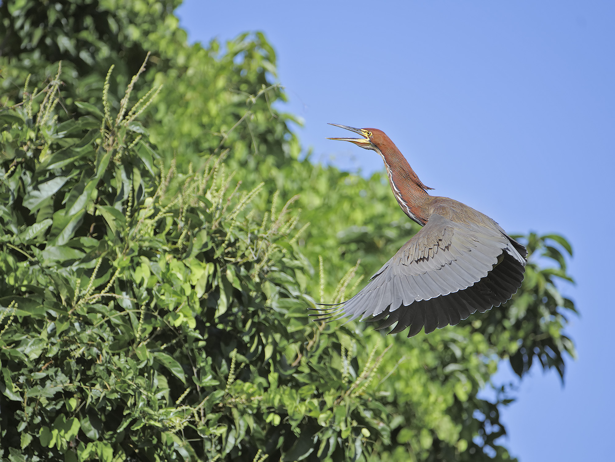 Airone tigrato rossiccio - Tigrisoma lineatum (Ad.)
