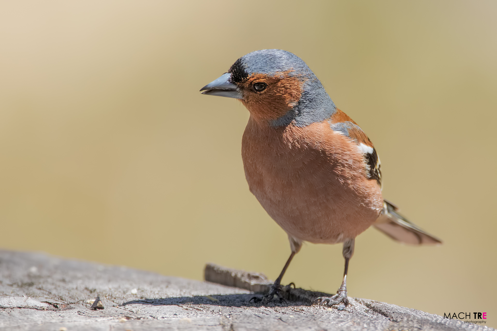 Fringuello (Fringilli coelebs)