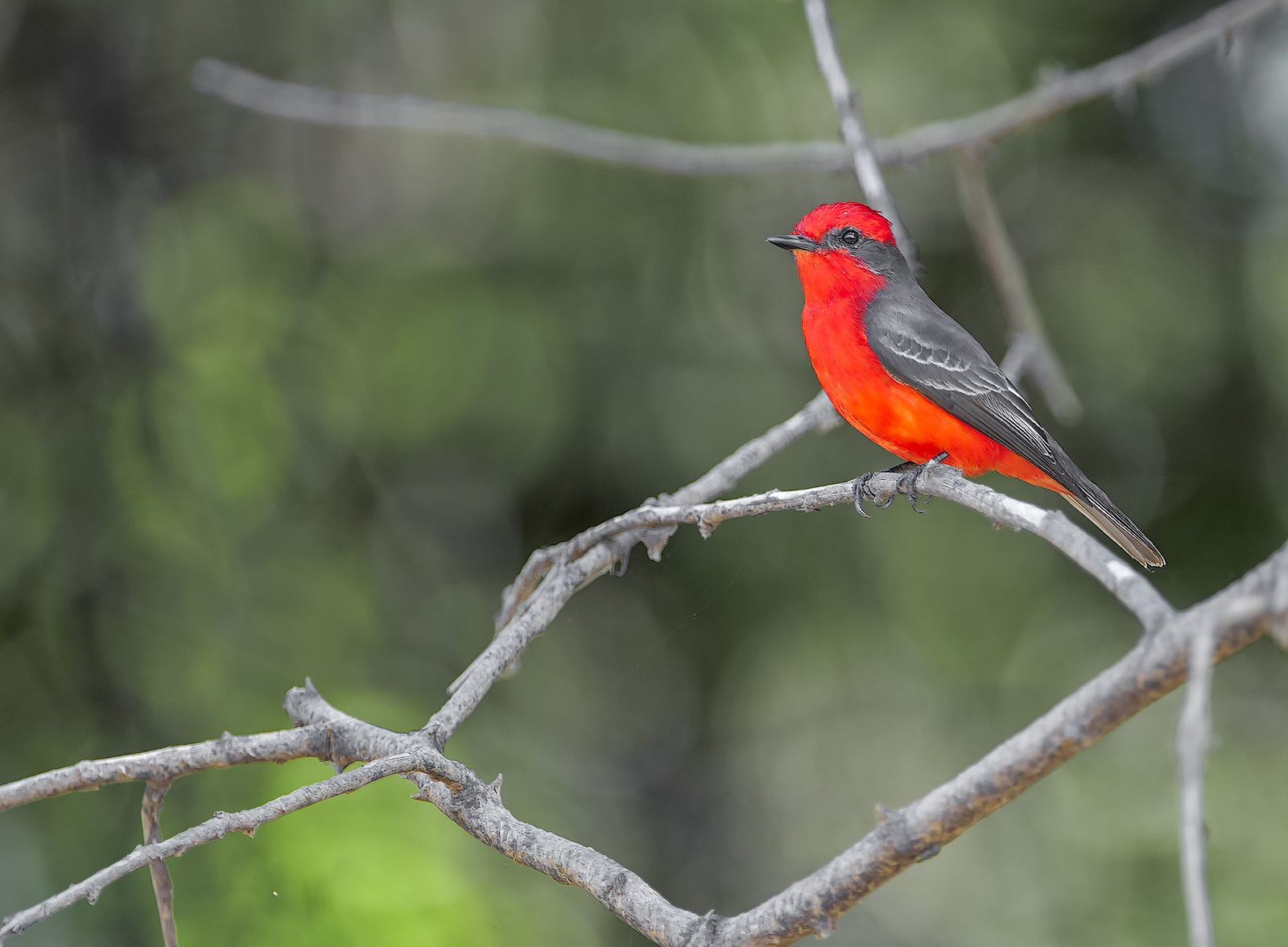 Pigliamosche vermiglio - Pyrocephalus rubinus