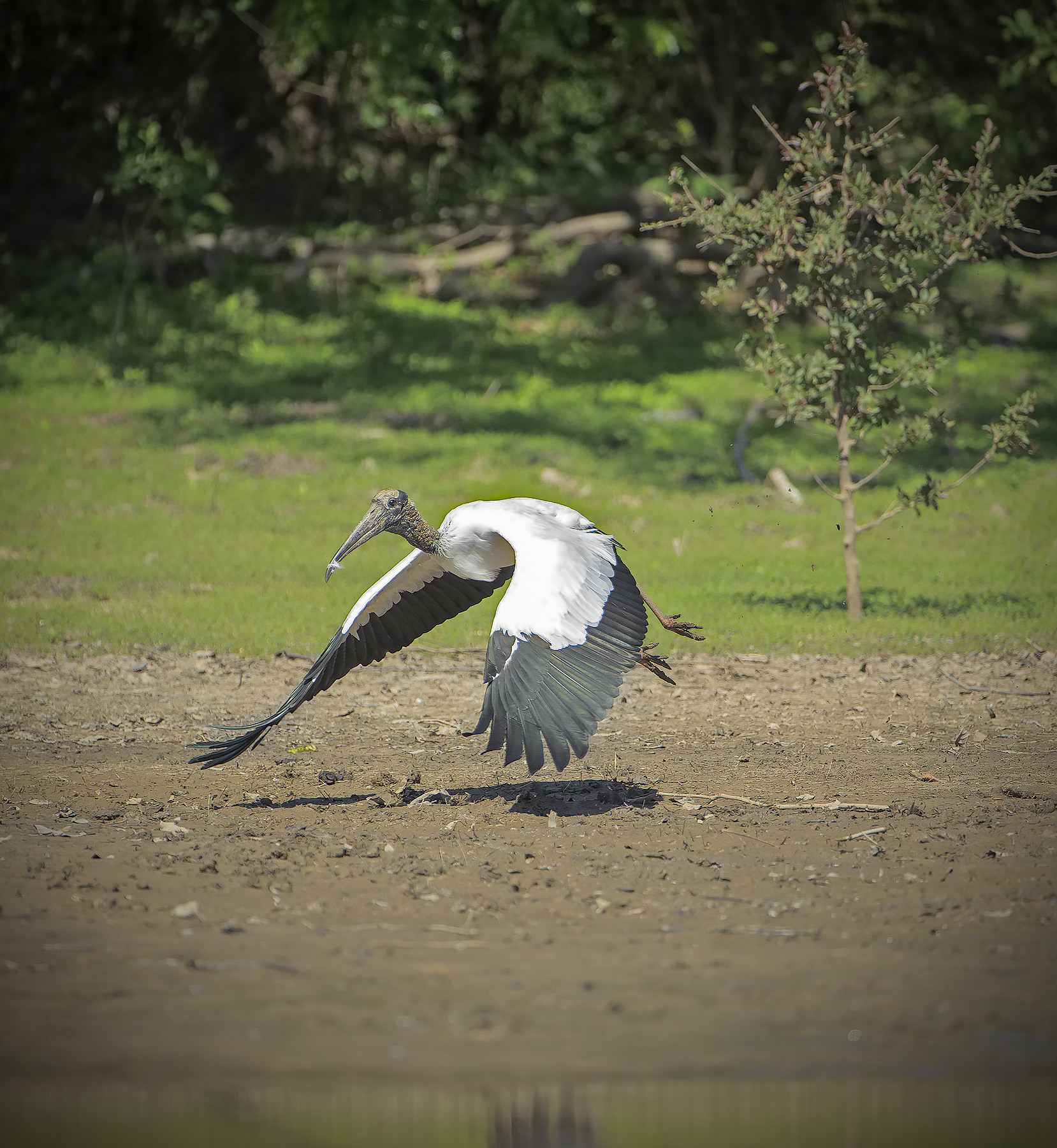 Cicogna americana - Mycteria americana