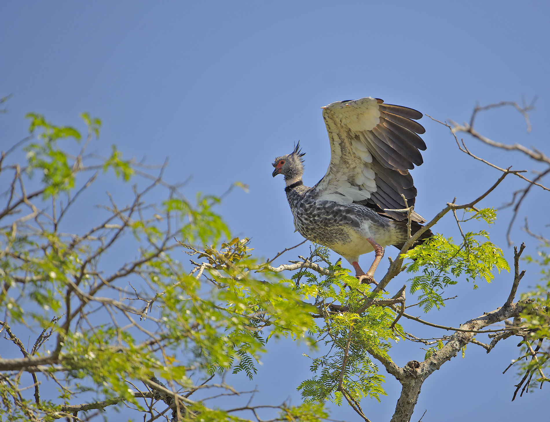Kaimichi meridionale - Chauna torquata