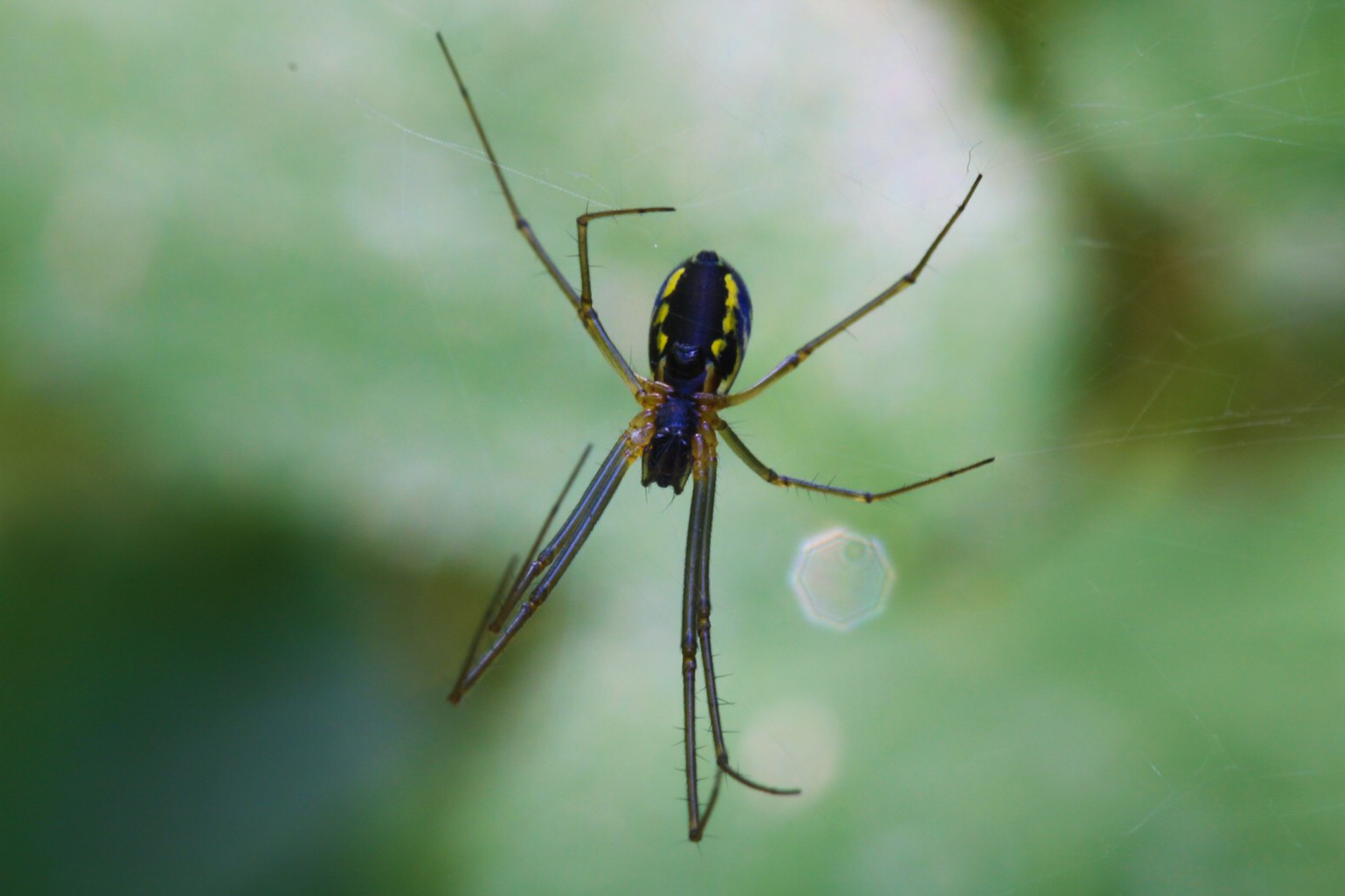 The spider to the herd