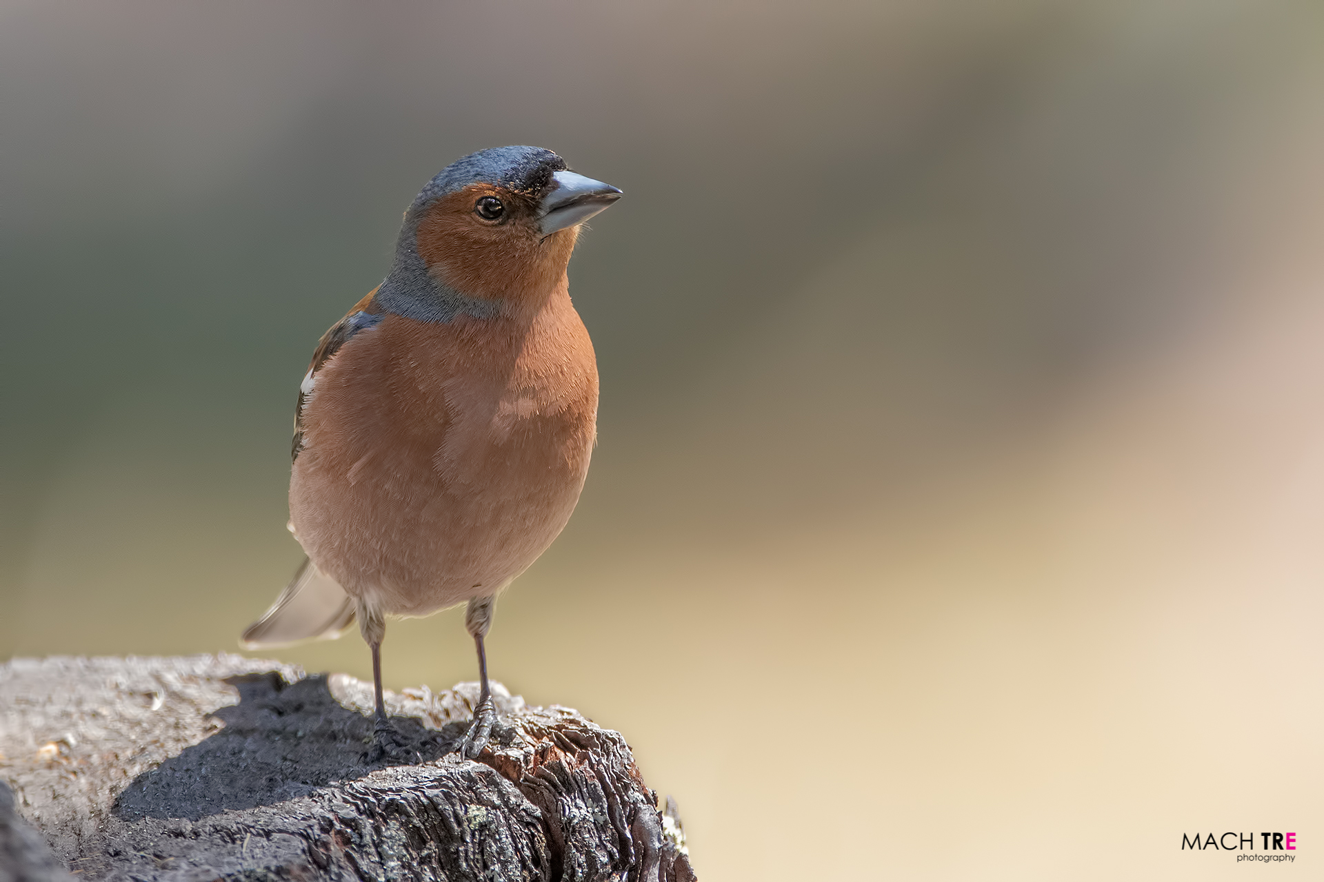 Fringuello (Fringilli coelebs)