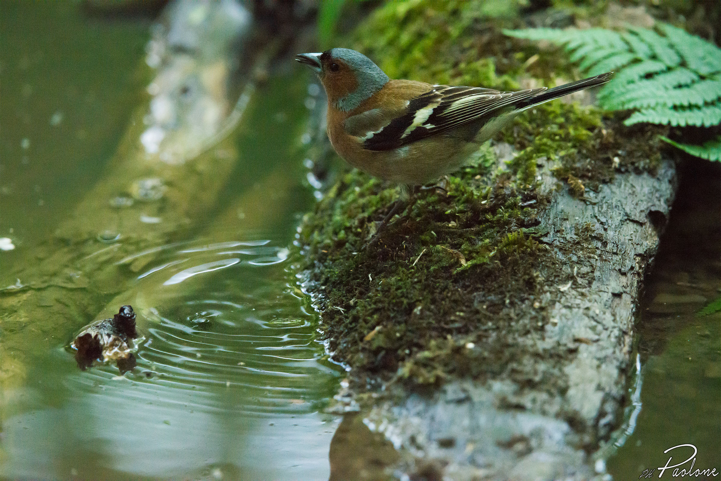 Fringuello a 6400 iso + 3 ev