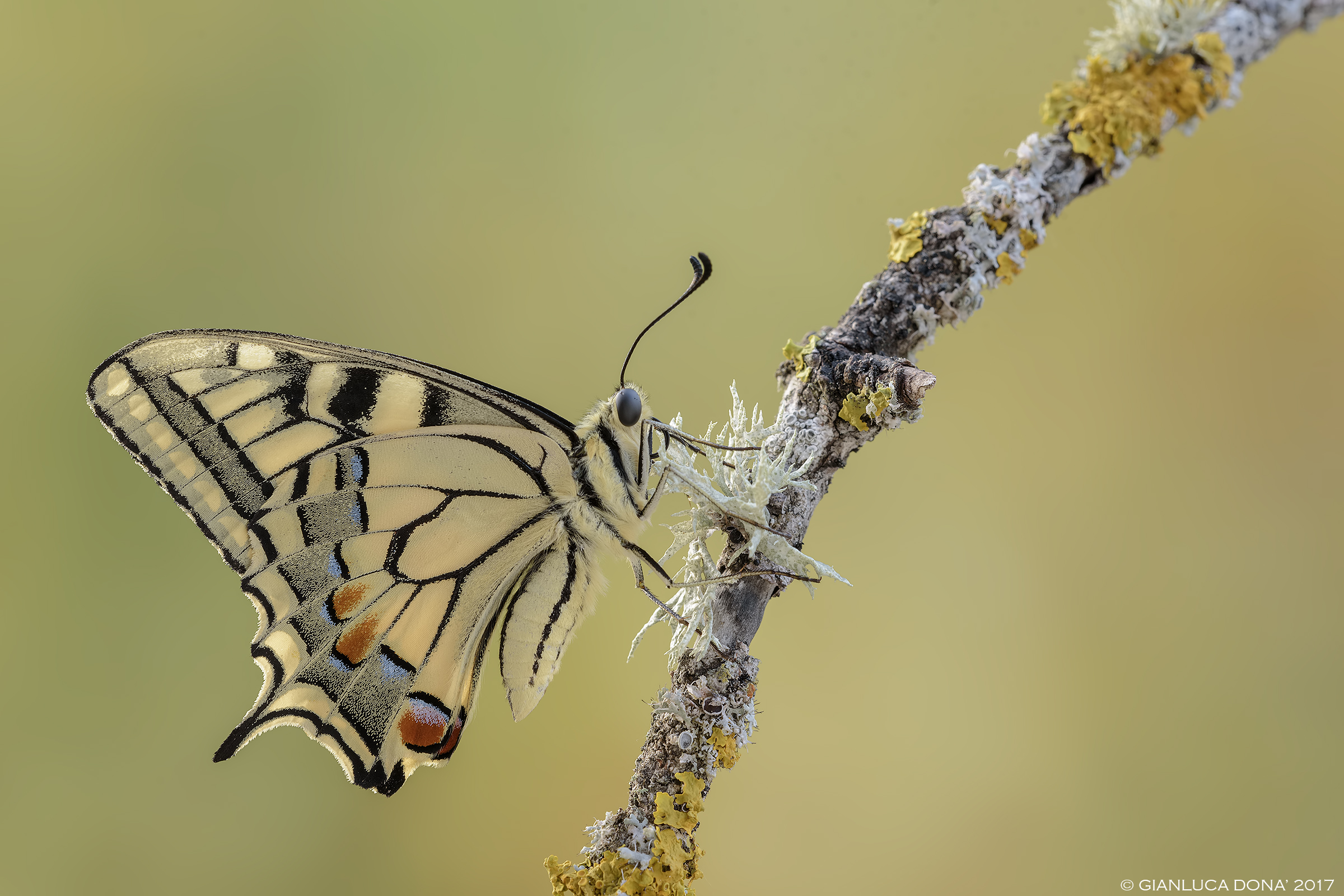 Papilio machaon Linnaeus, 1758